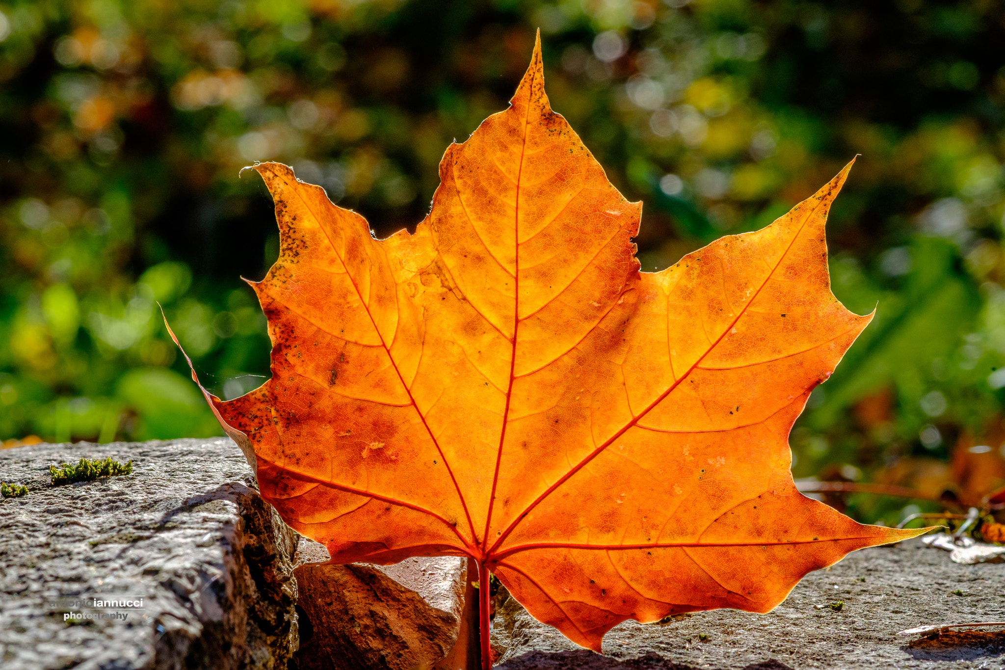 Fujifilm X-T1 + Fujifilm XF 60mm F2.4 R Macro sample photo. Foglia photography