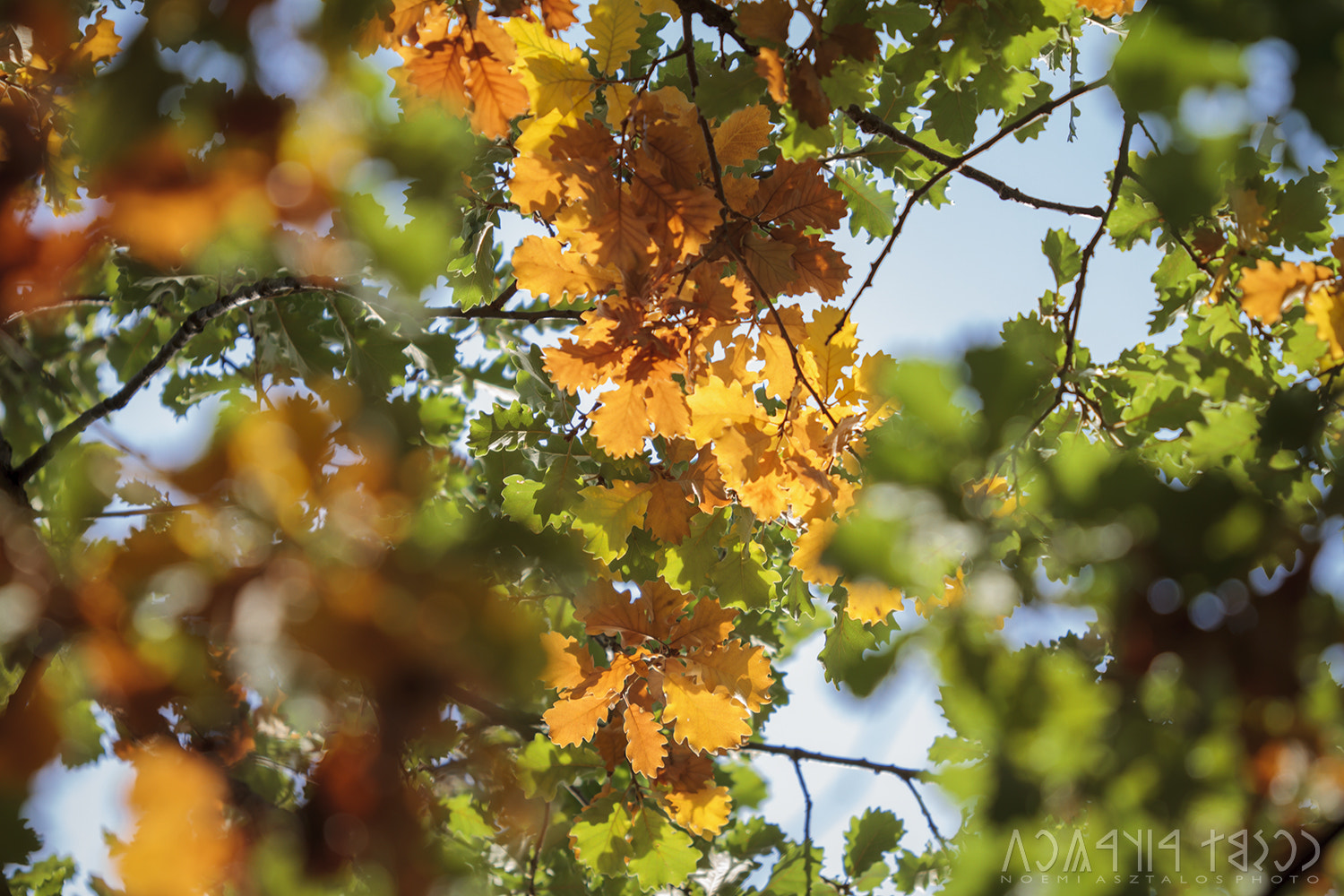 Canon EF 180mm F3.5L Macro USM sample photo. Colorful trees photography