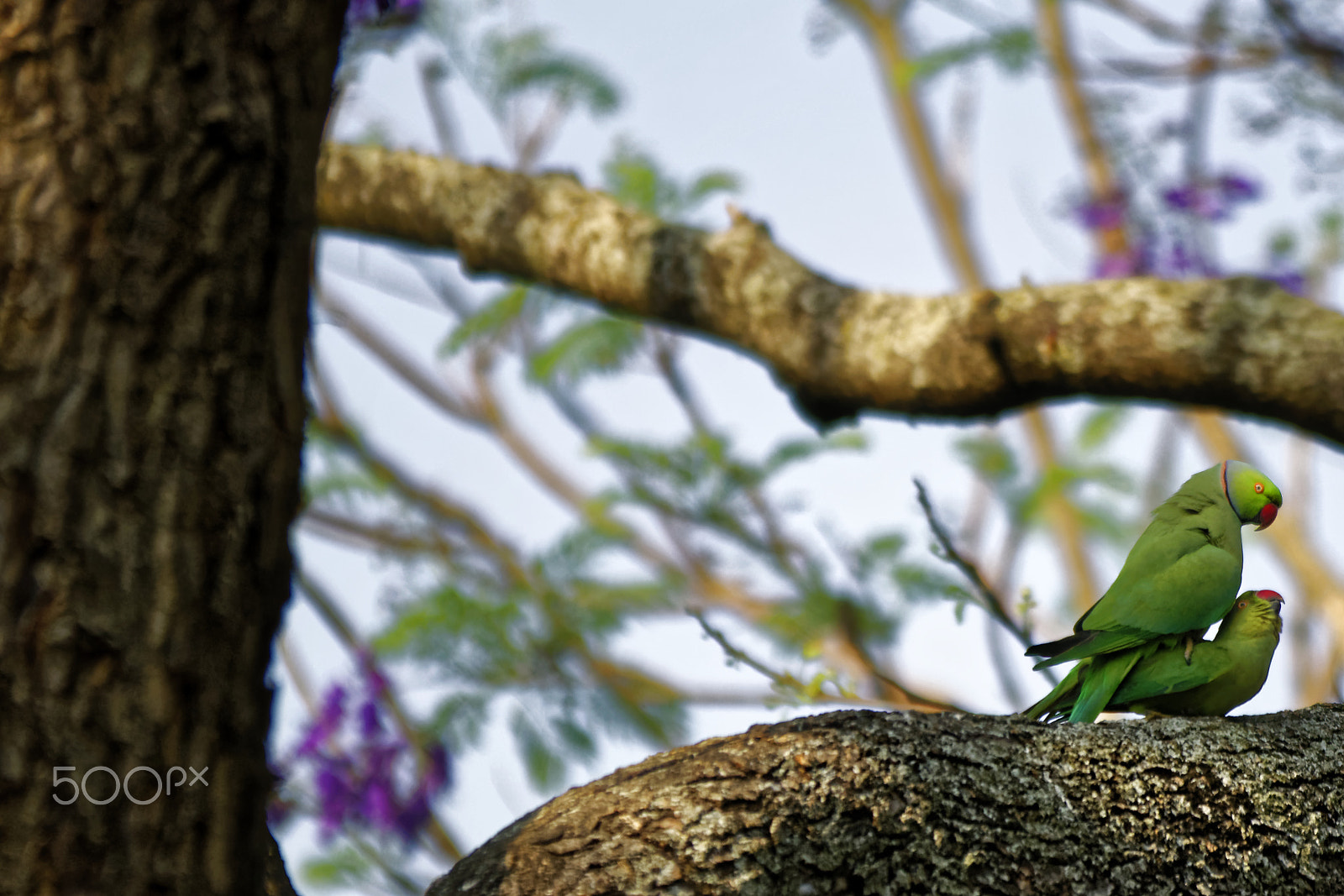 Sigma 150-500mm F5-6.3 DG OS HSM sample photo. Rose-ringed parakeet mating ... photography