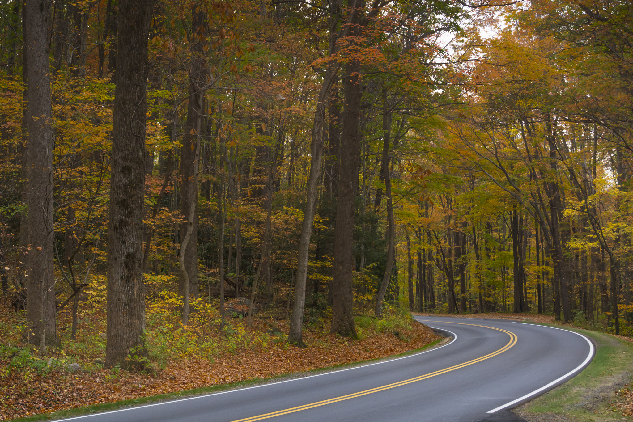 Sigma 18-50mm F3.5-5.6 DC sample photo. New found gap rd. photography