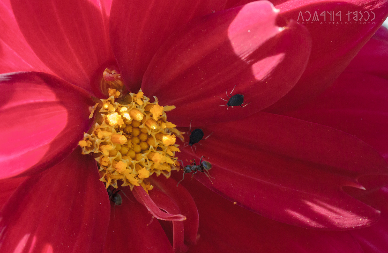 Canon EF 180mm F3.5L Macro USM sample photo. Red home photography