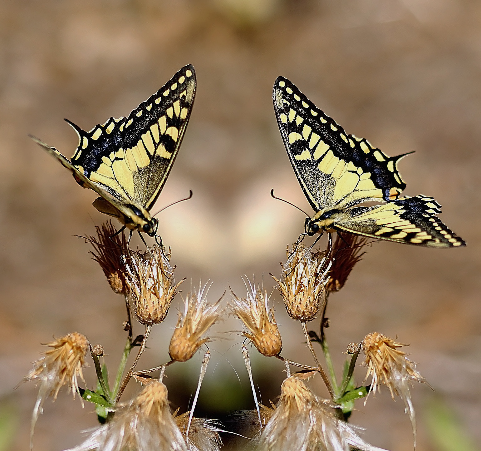 Sigma 105mm F2.8 EX DG OS HSM sample photo. Le pettegole photography