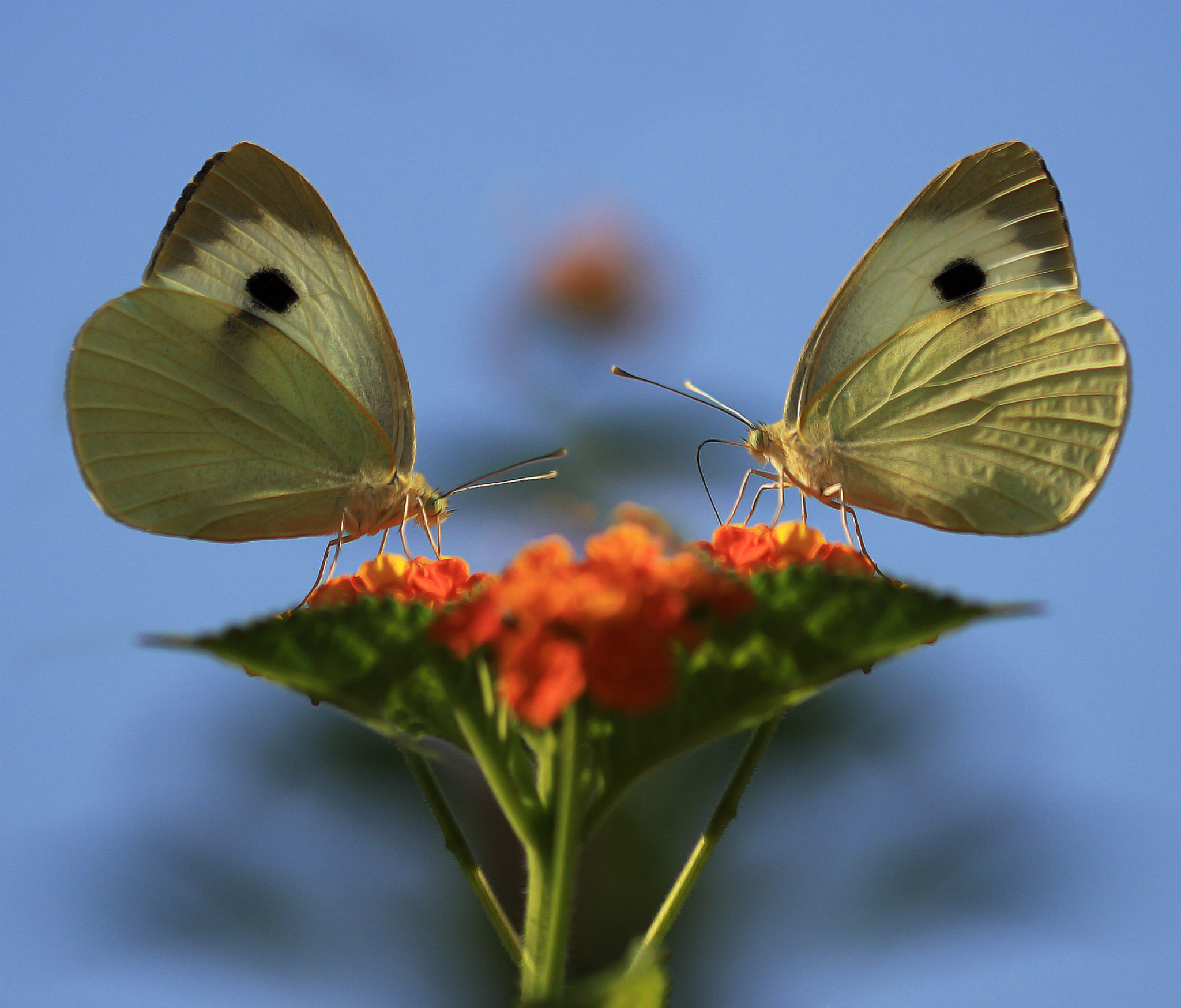 Sigma 105mm F2.8 EX DG OS HSM sample photo. La coppia photography