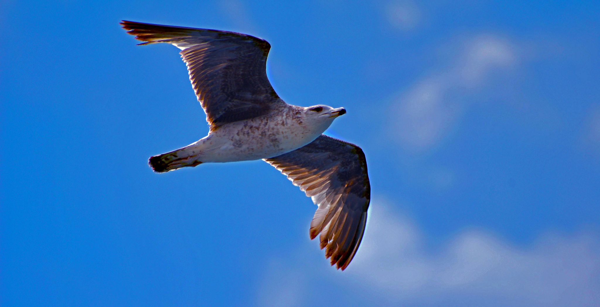 Nikon D50 sample photo. O voo photography