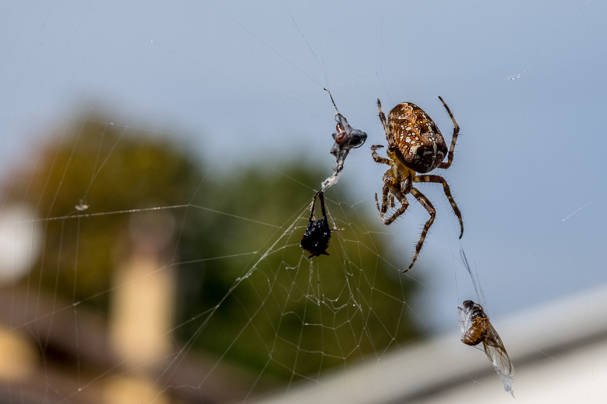 Fujifilm X-T1 + Fujifilm XF 60mm F2.4 R Macro sample photo. Spider photography