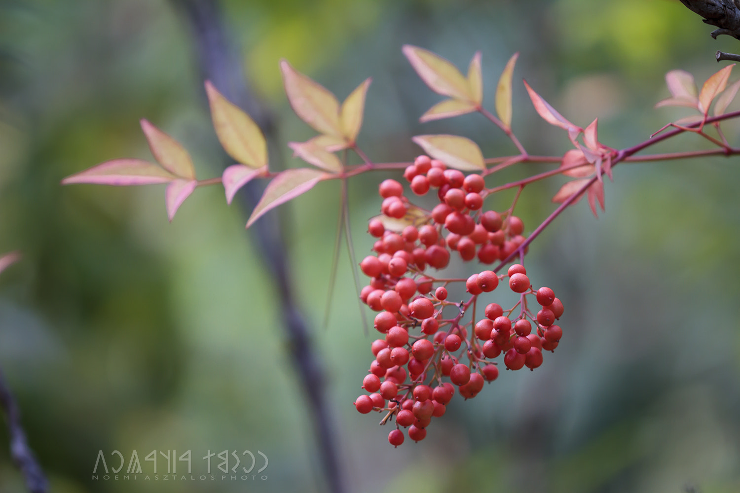 Canon EF 180mm F3.5L Macro USM sample photo. Red fruits photography