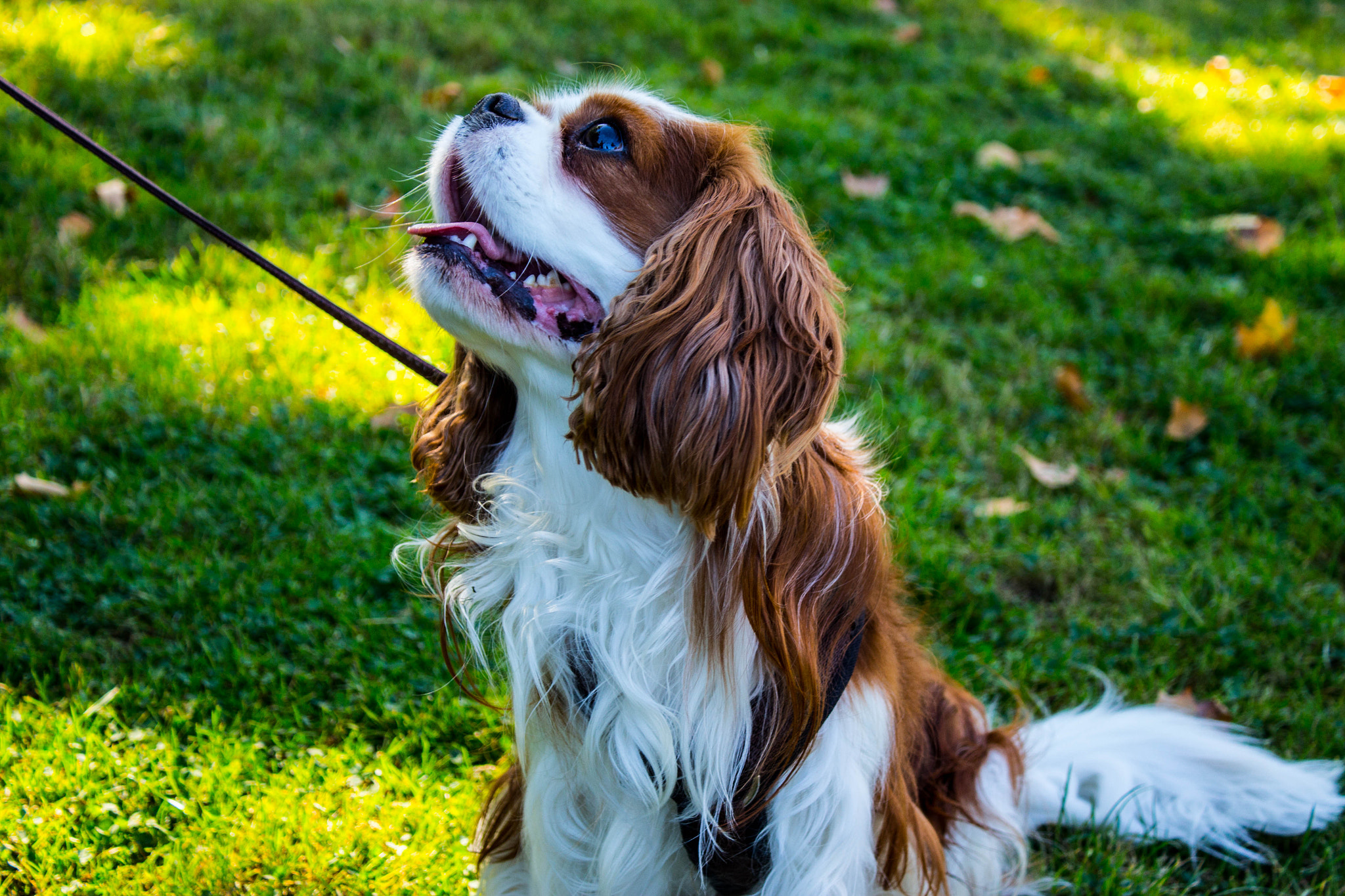 Canon EF-S 18-55mm F3.5-5.6 IS sample photo. Cute doge  photography