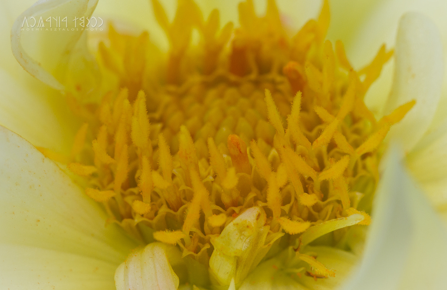Canon EF 180mm F3.5L Macro USM sample photo. Yellow heart photography