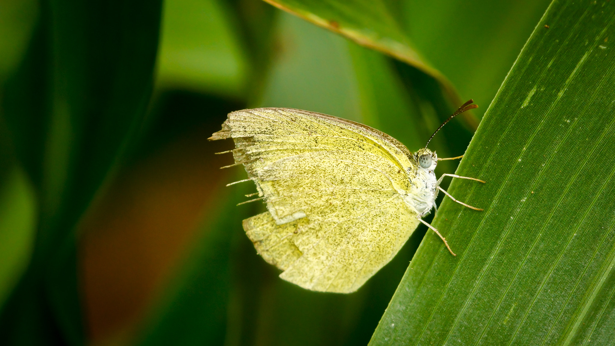 Sony SLT-A77 sample photo. Common grass yellow? photography