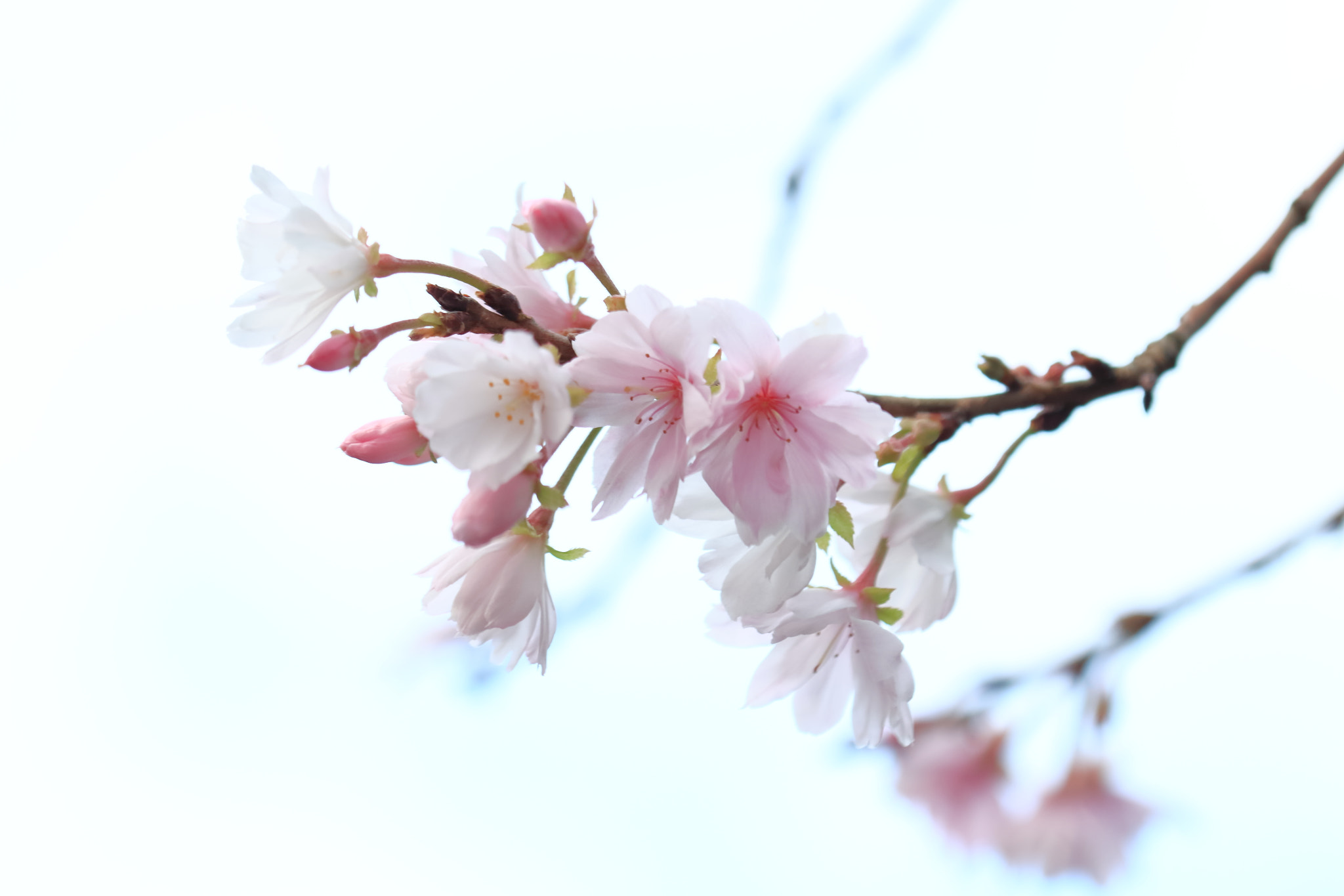 Canon EOS 700D (EOS Rebel T5i / EOS Kiss X7i) sample photo. Why sakura brooms in autumn? photography