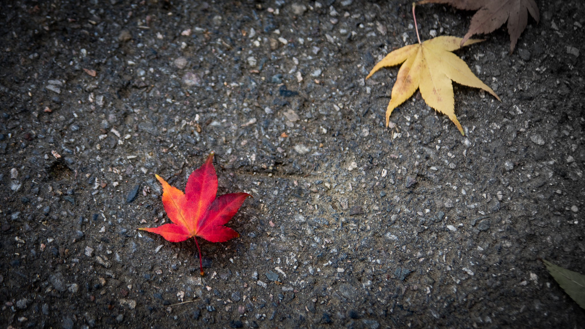 Nikon D7200 + Tamron SP AF 17-50mm F2.8 XR Di II LD Aspherical (IF) sample photo. The last leaves photography