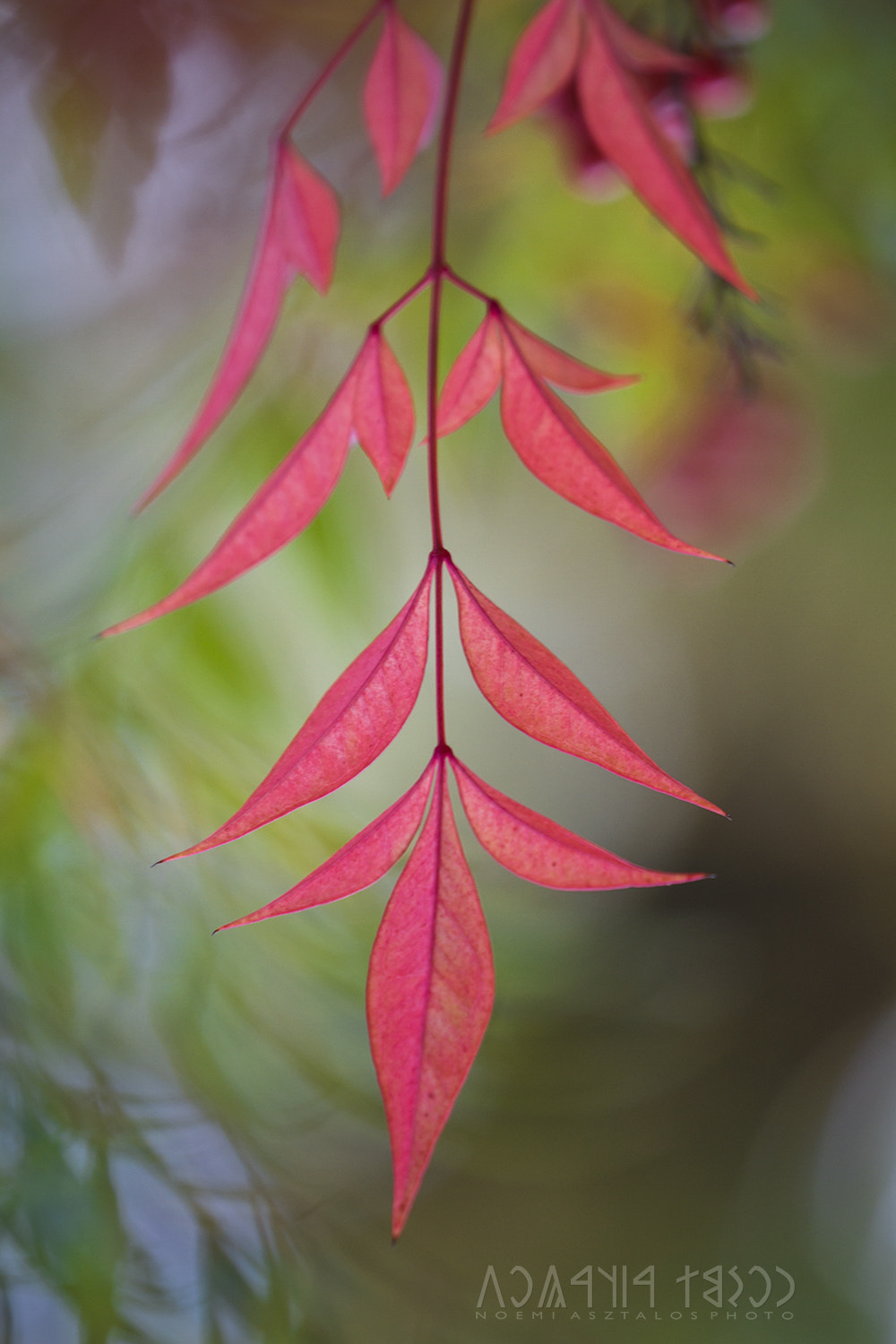Canon EF 180mm F3.5L Macro USM sample photo. Red and green photography