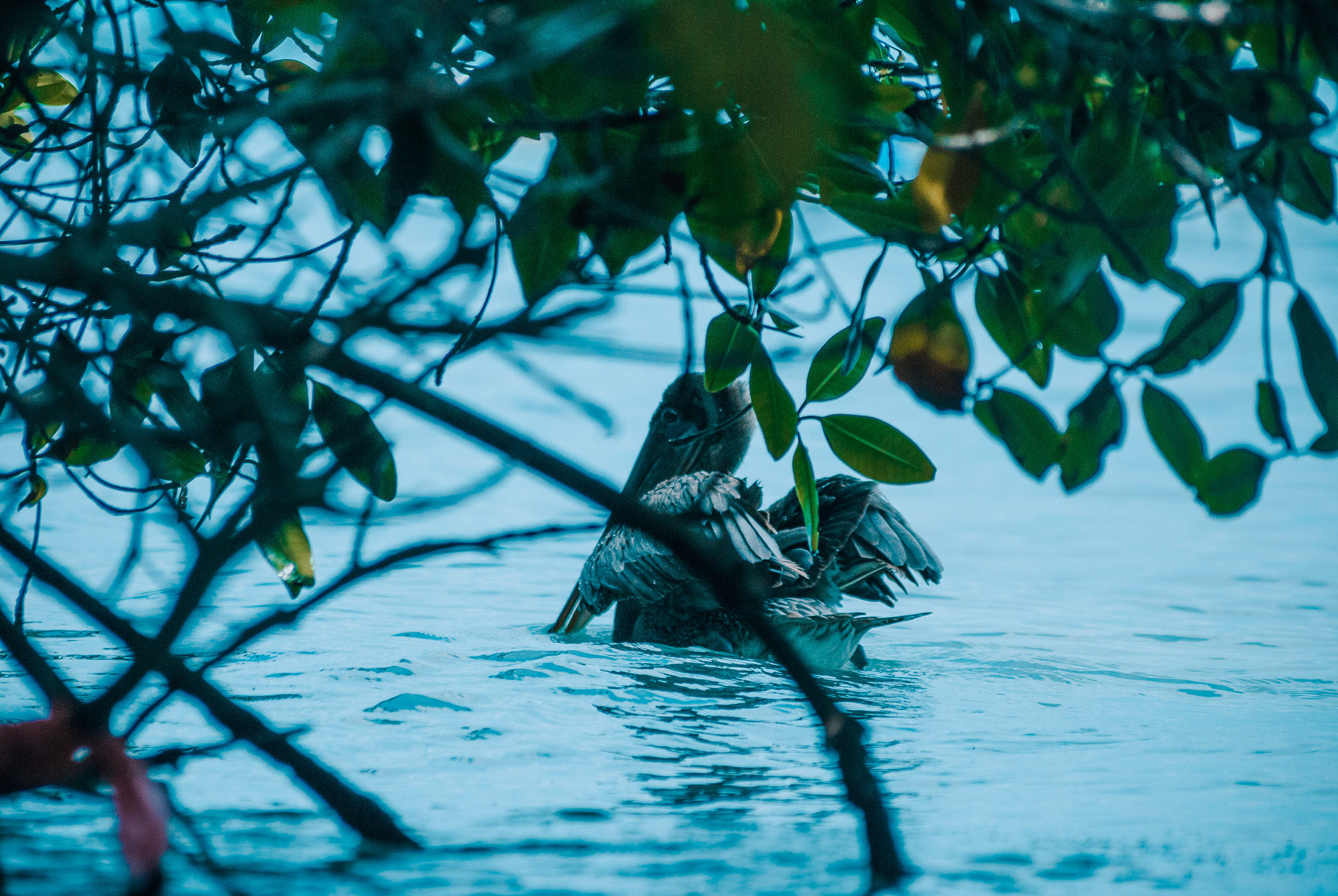 Sigma 70-300mm F4-5.6 APO DG Macro sample photo. Pelican photography