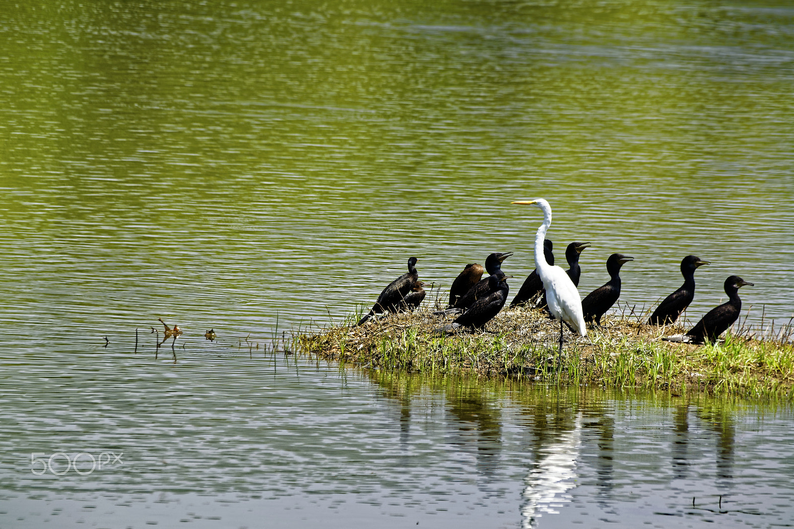 Nikon D5300 sample photo. Cormorants and an egret on an island photography