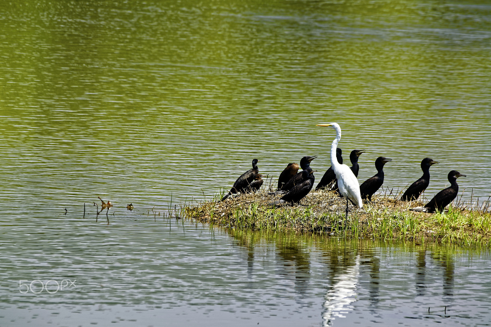 Sigma 150-500mm F5-6.3 DG OS HSM sample photo. Cormorants and an egret on an island photography