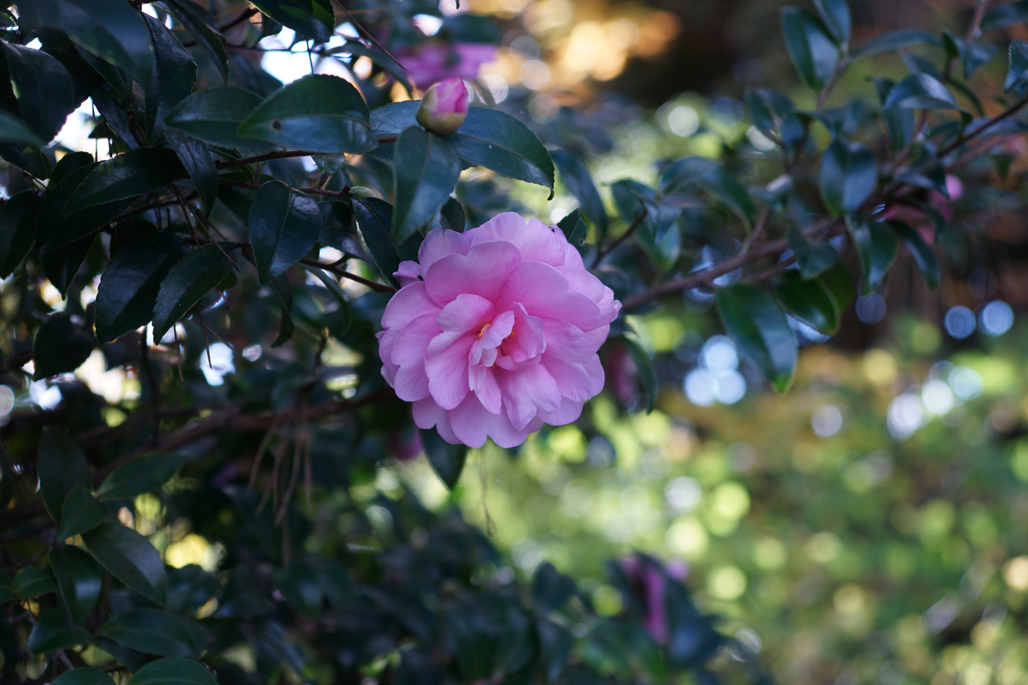 Sony ILCA-77M2 sample photo. Camellia -資福寺の椿- photography