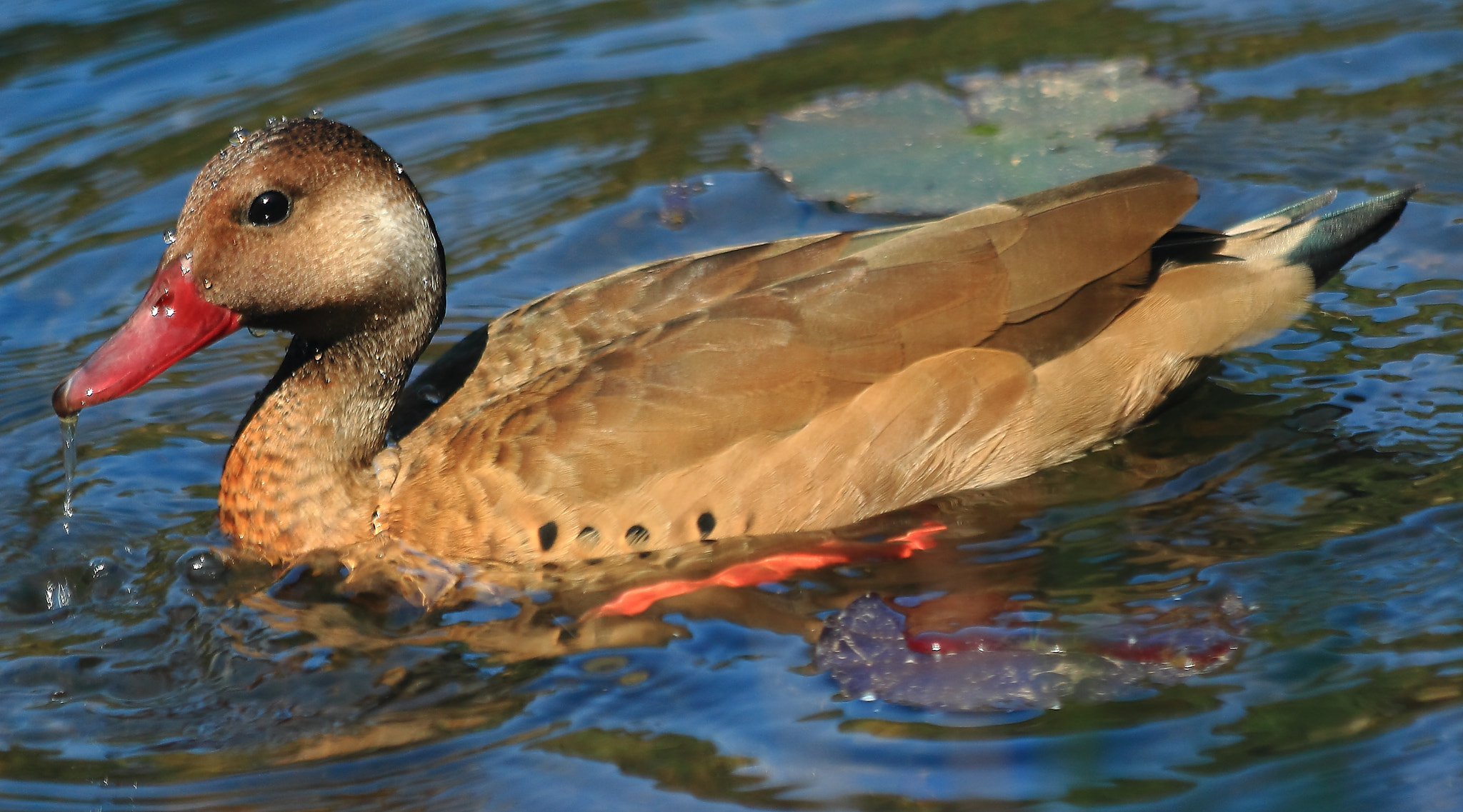 Canon EF 70-300mm F4-5.6 IS USM sample photo. Brazilian teal photography