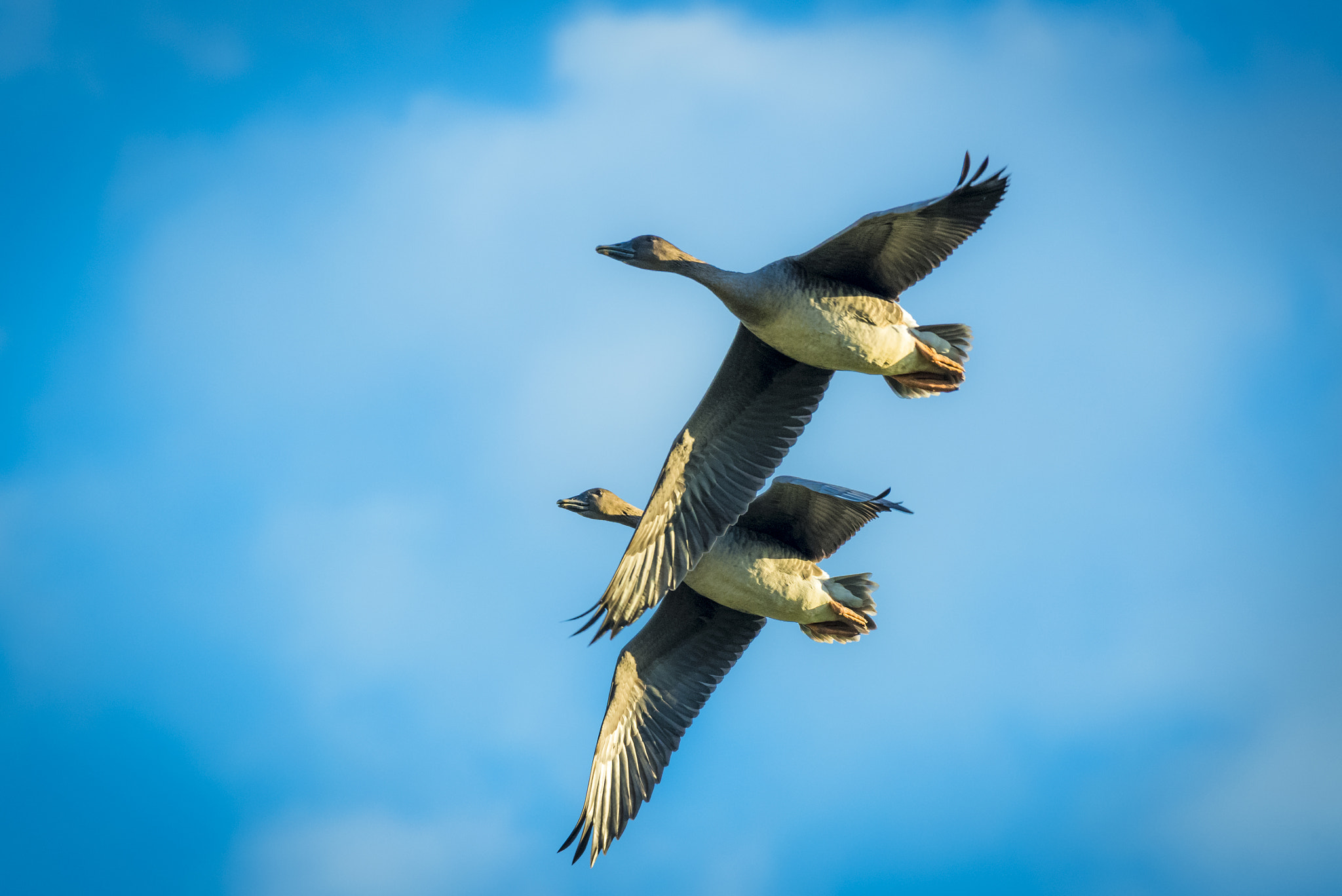 Nikon AF-S Nikkor 200-500mm F5.6E ED VR sample photo. Bean  goose photography