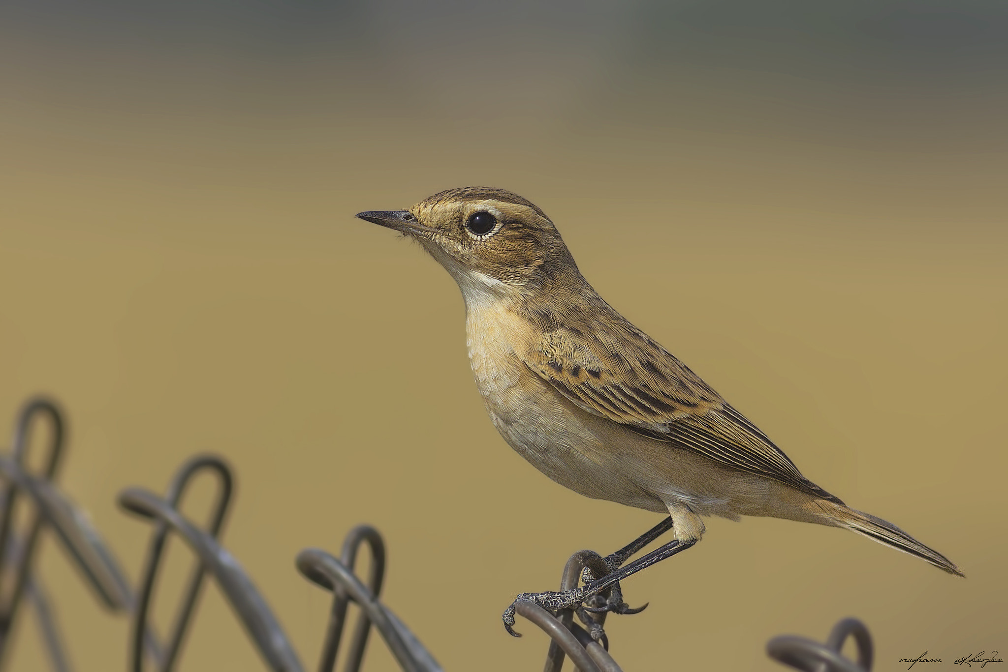 Canon EOS 60D + Canon EF 400mm F5.6L USM sample photo. Stoliczka's bushchat - female photography