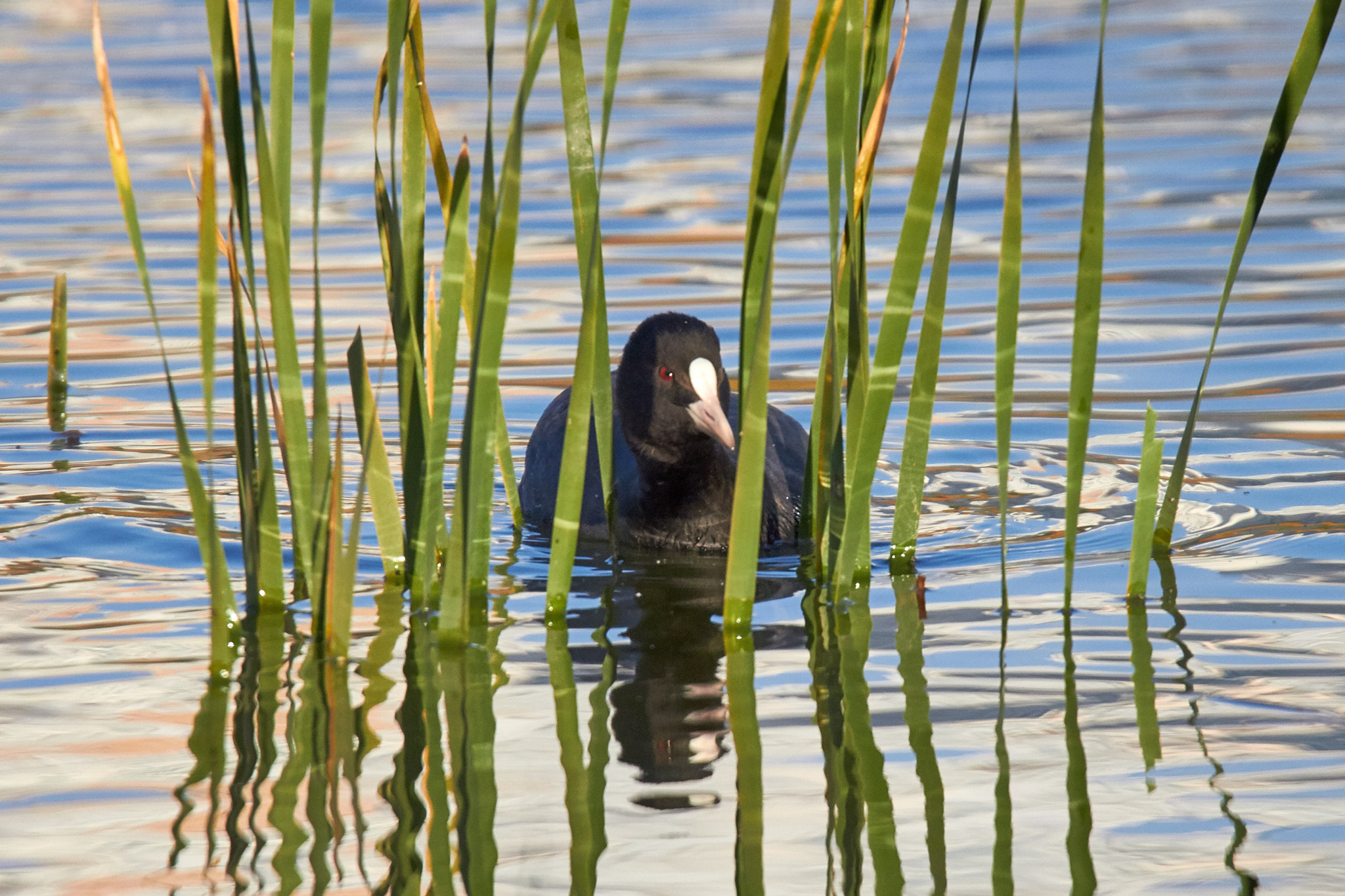 Tamron SP 150-600mm F5-6.3 Di VC USD sample photo. Sneaky coot photography