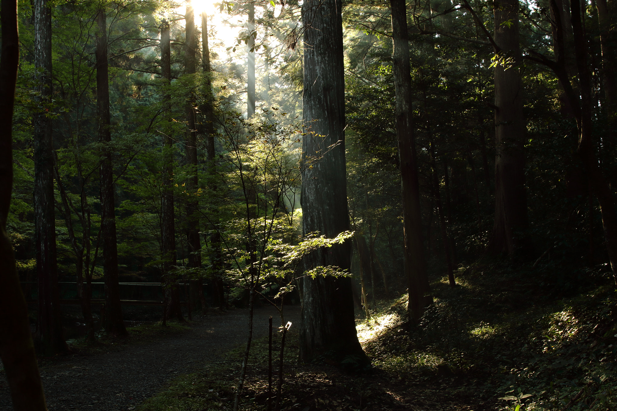 Canon EOS 7D Mark II + Sigma 28mm f/1.8 DG Macro EX sample photo. …光 photography