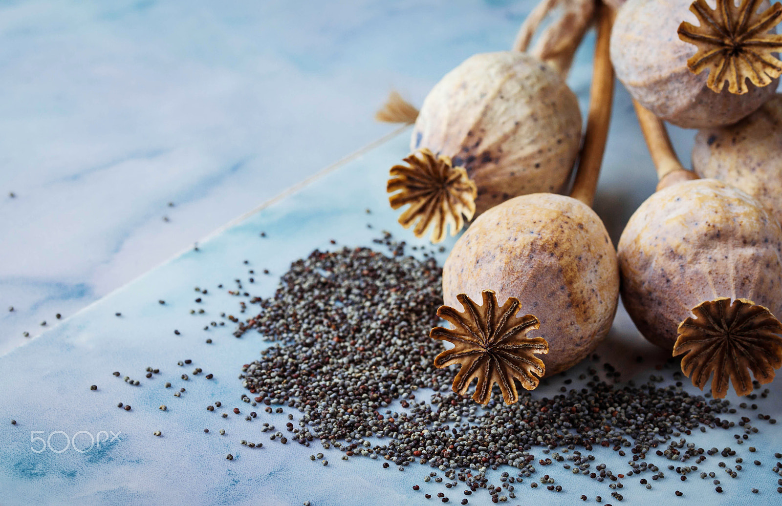 Sigma 105mm F2.8 EX DG OS HSM sample photo. Poppy seeds and heads on wooden background photography