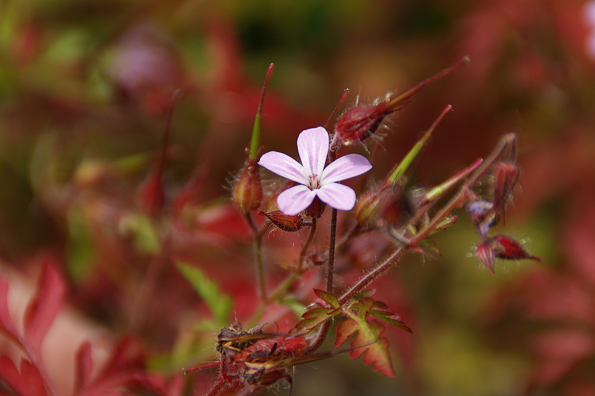 Sony Alpha DSLR-A290 sample photo