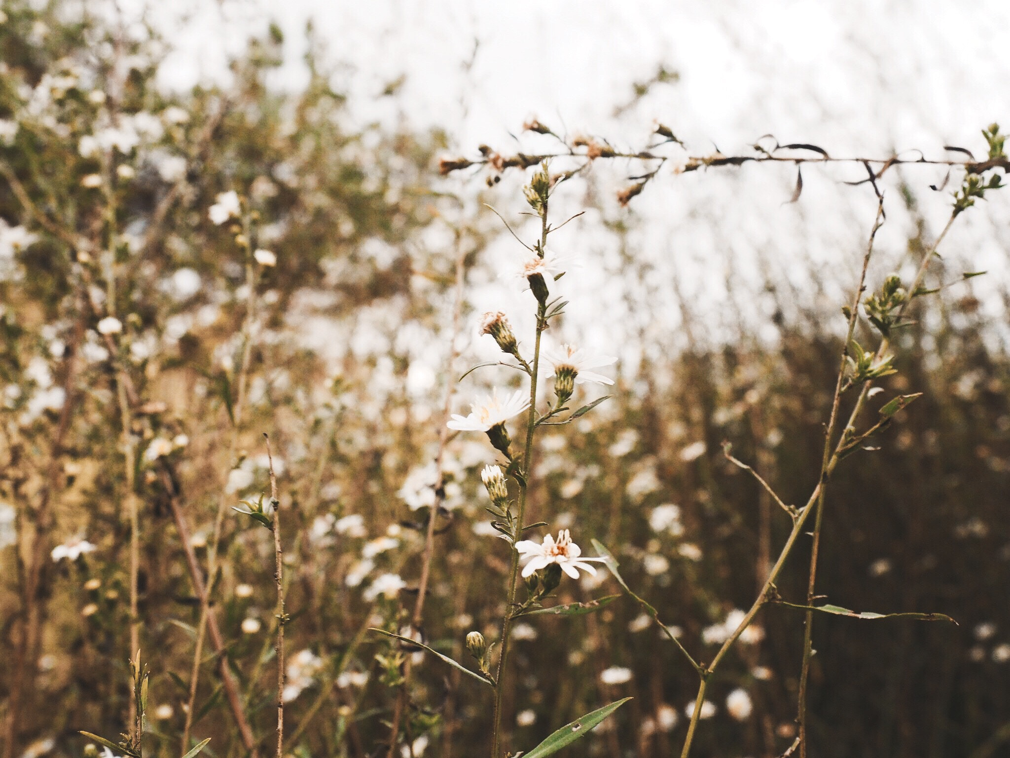 Olympus M.Zuiko Digital 14-42mm F3.5-5.6 II R sample photo. Fields of gold photography