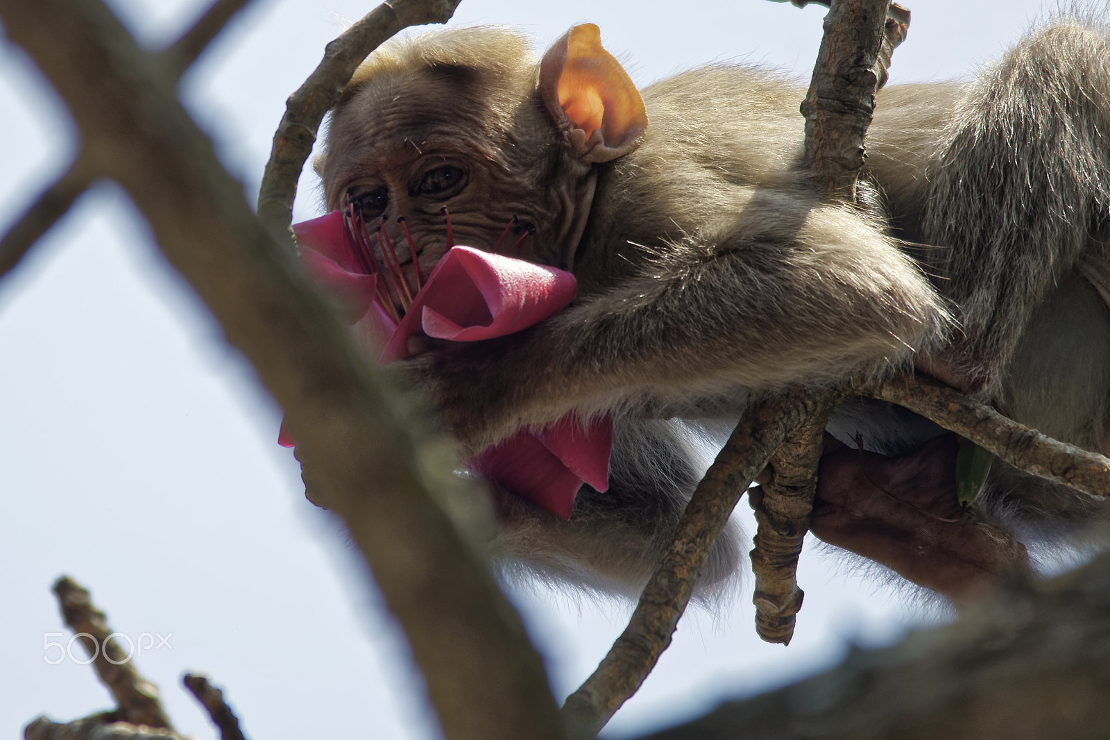 Nikon D5300 + Sigma 150-500mm F5-6.3 DG OS HSM sample photo. Bonnet macaque feeding a silk cotton flower photography