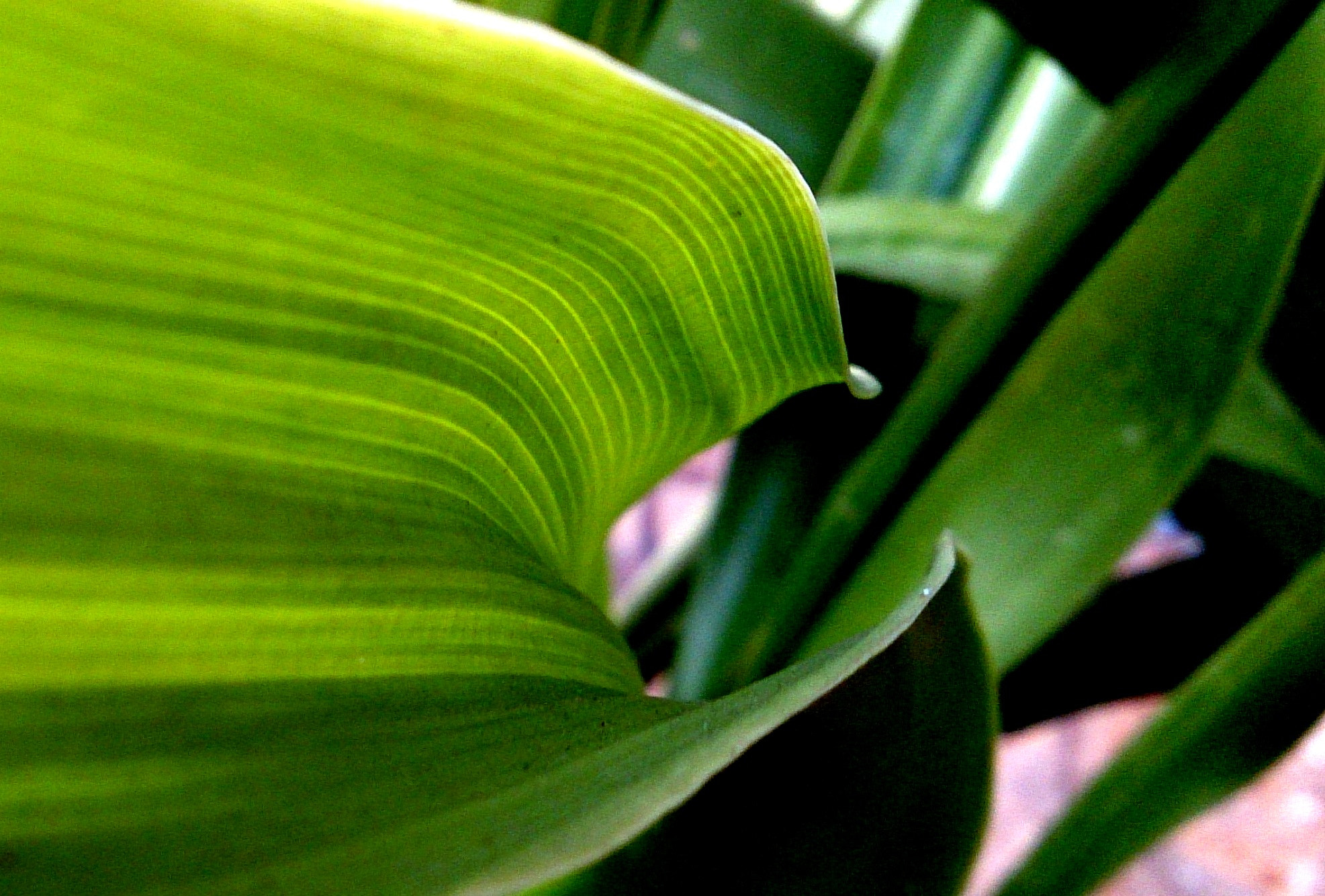 Sony Xperia ZR sample photo
