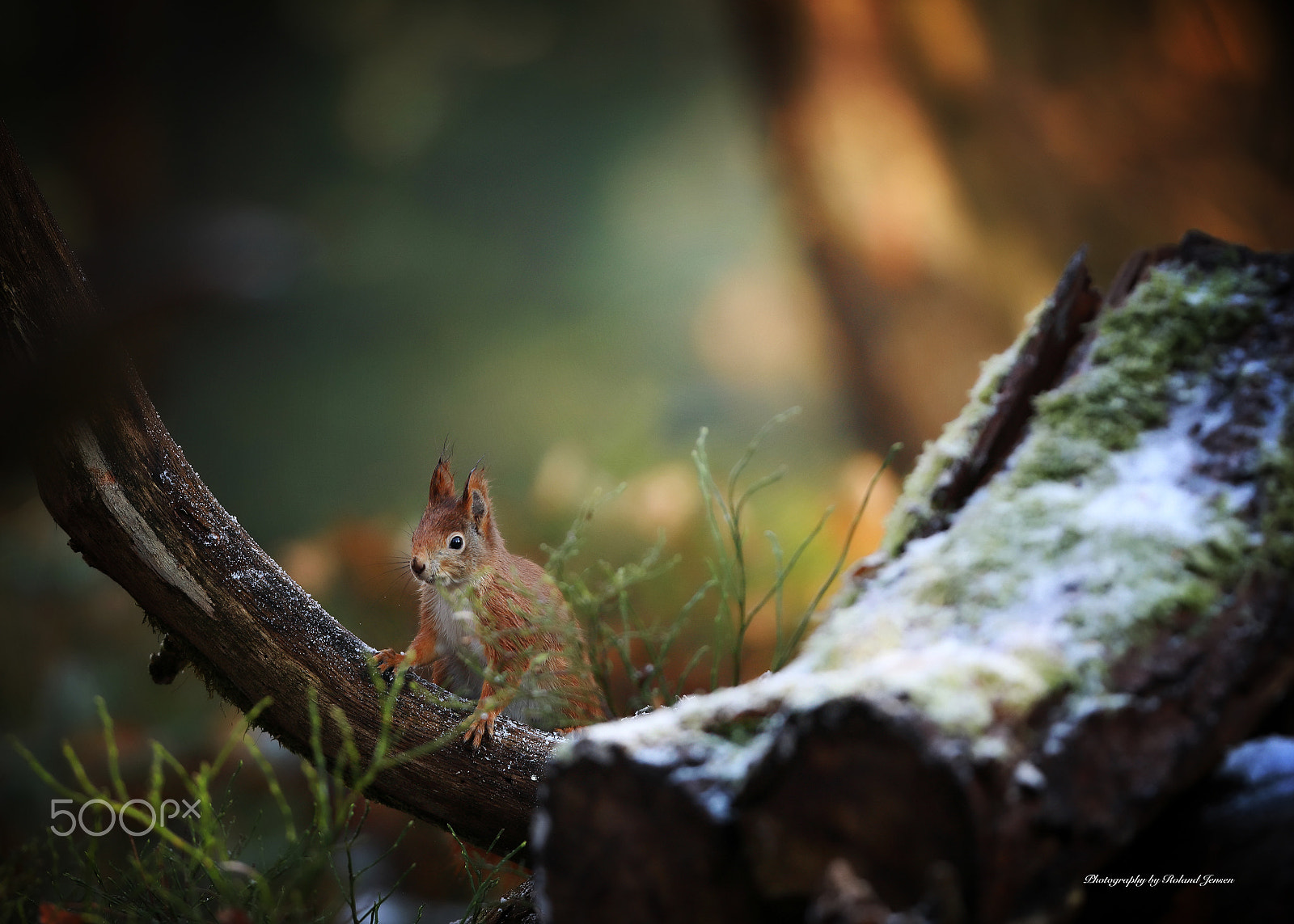 Canon EF 300mm F2.8L IS USM sample photo. Det bette egern photography