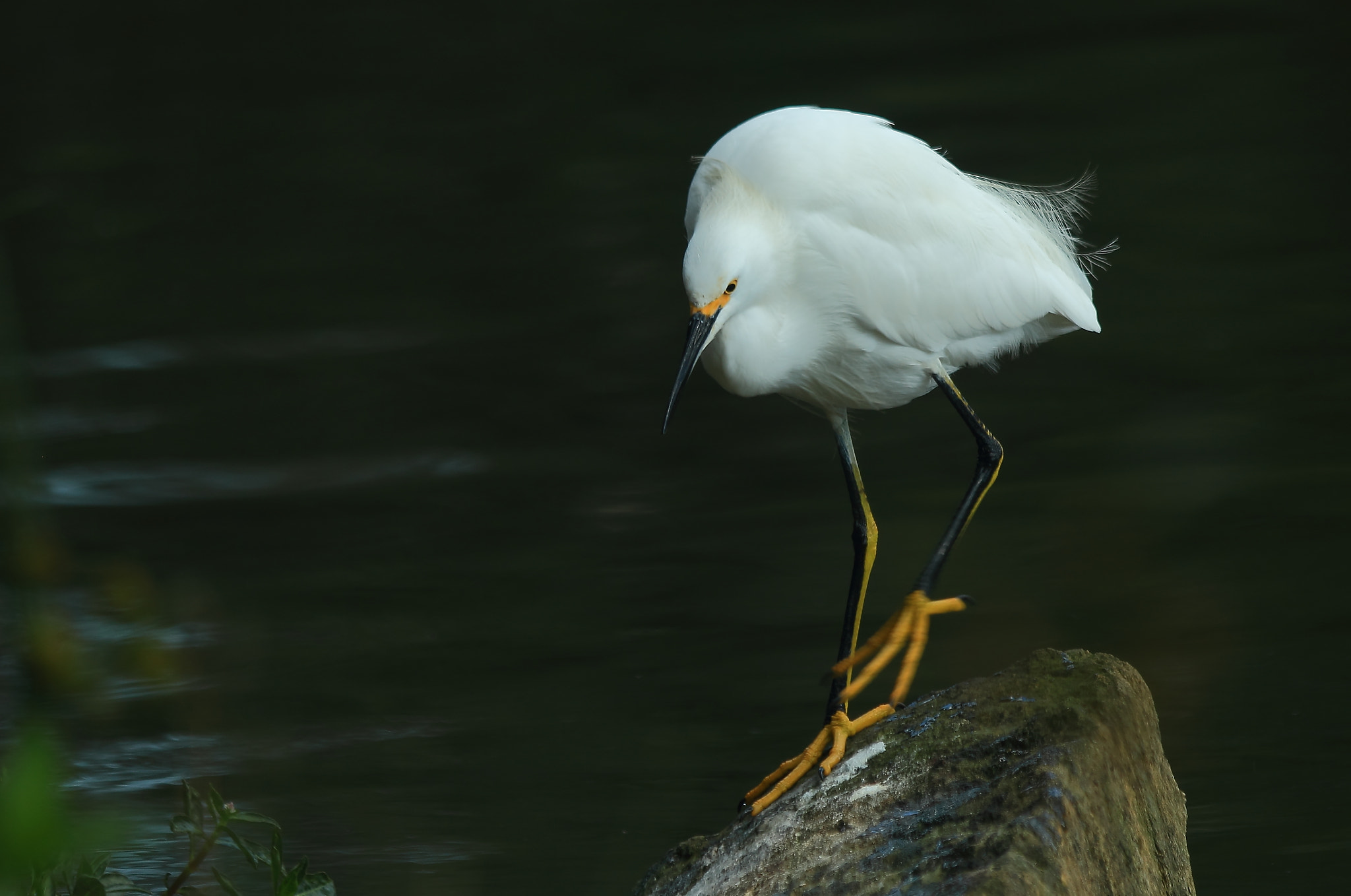 Canon EF 70-300mm F4-5.6 IS USM sample photo. Walking photography
