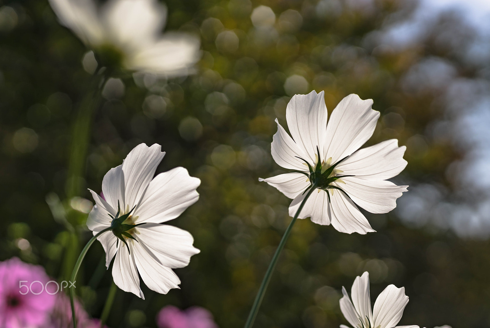 Sony a7 II + Sigma 70mm F2.8 EX DG Macro sample photo. Macro white photography