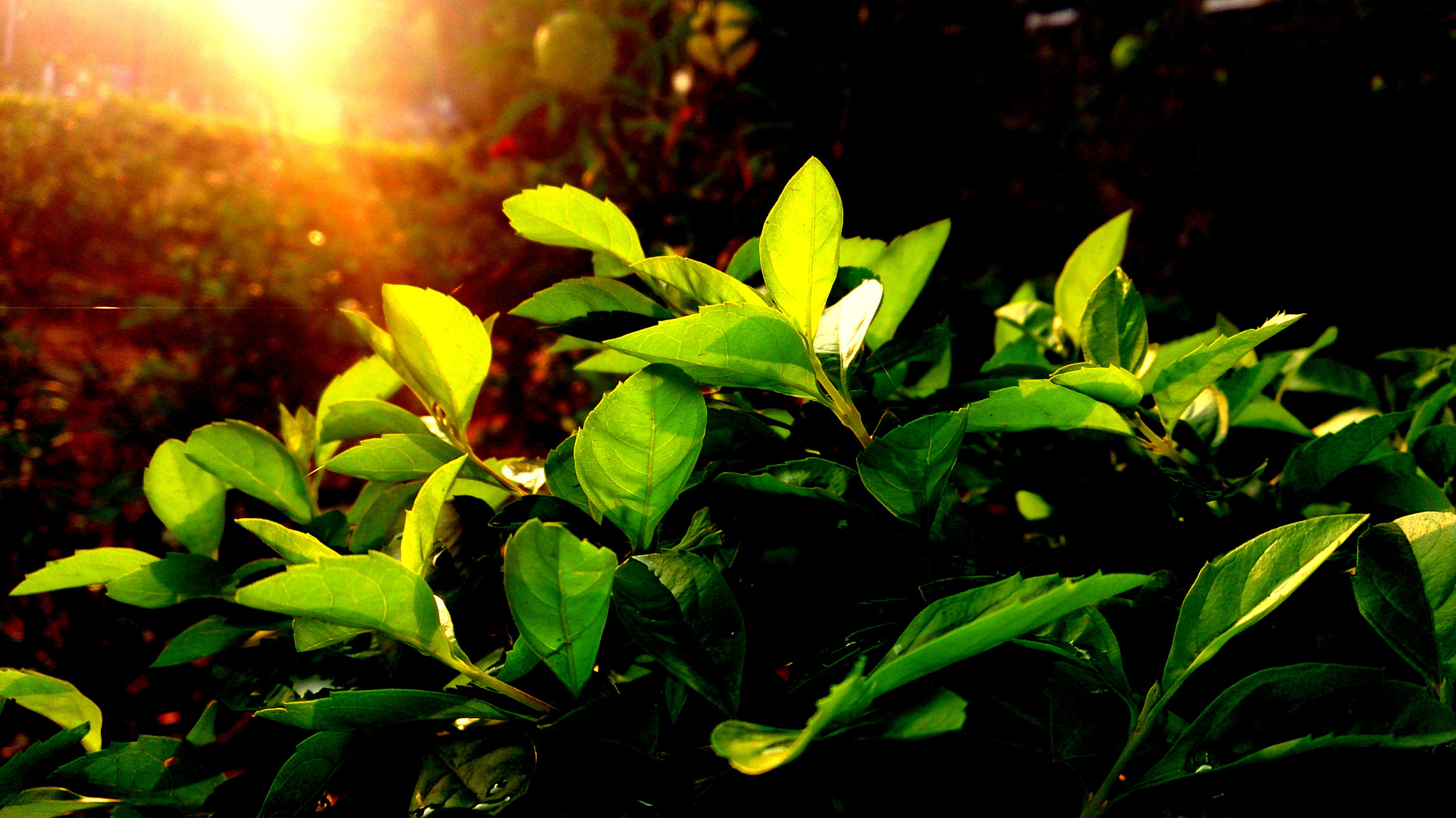 Sony Xperia ZR sample photo. Lush photography