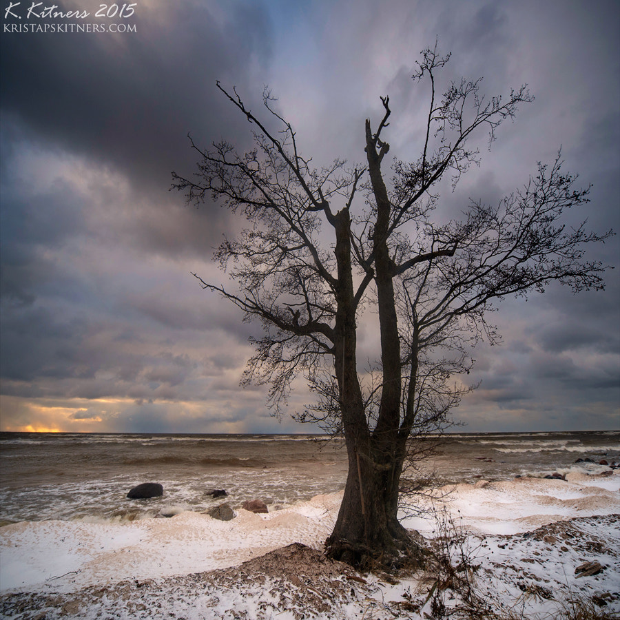 Nikon D700 sample photo. The last tree standing photography