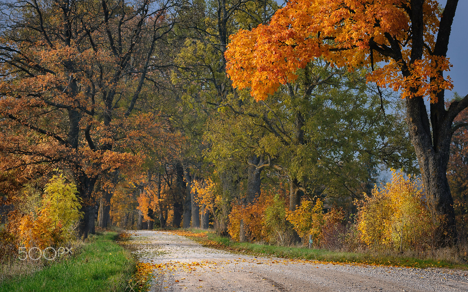 Nikon AF-Nikkor 80-200mm F2.8D ED sample photo. Rural autumn landscape photography