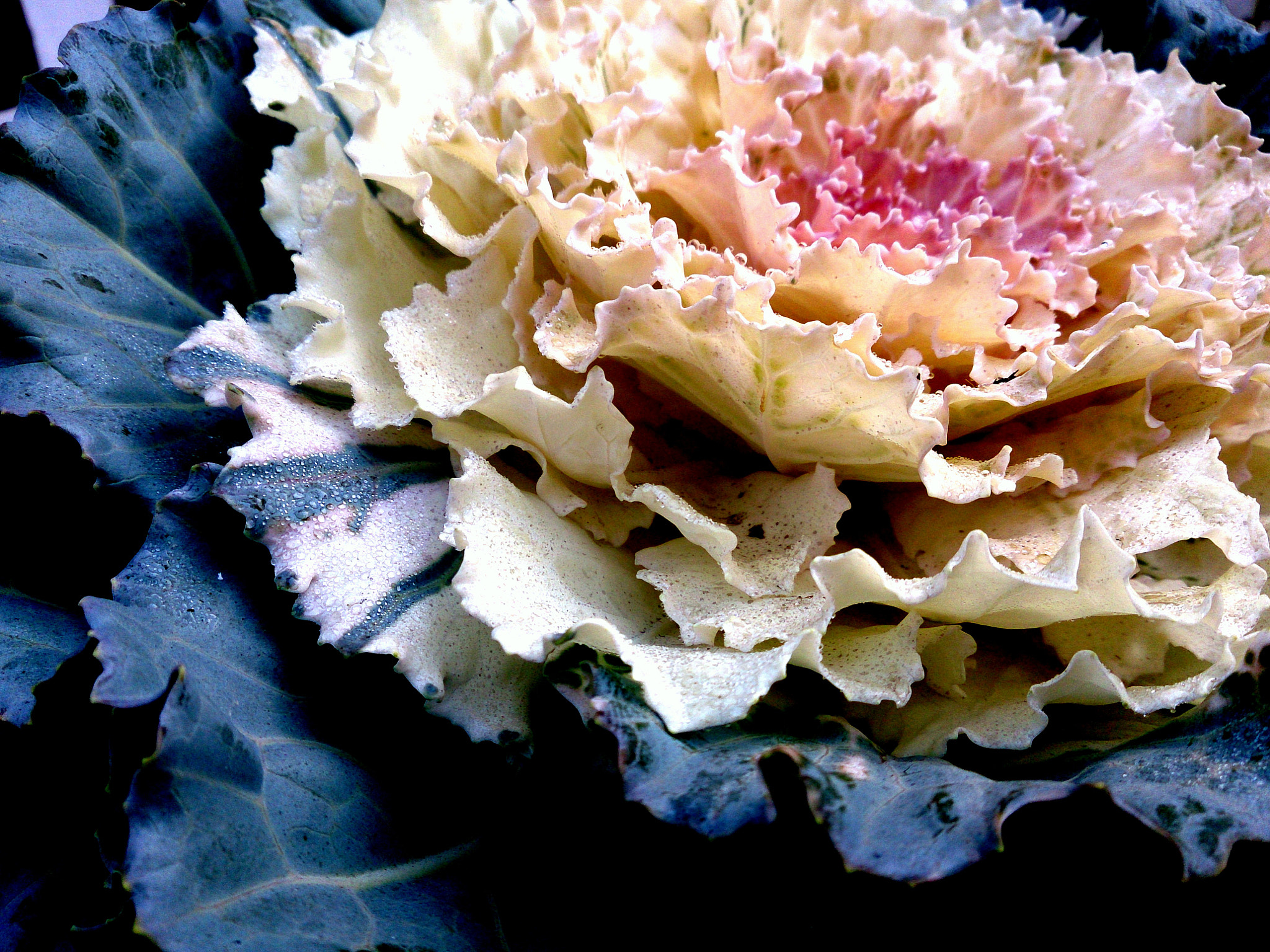 Sony Xperia ZR sample photo