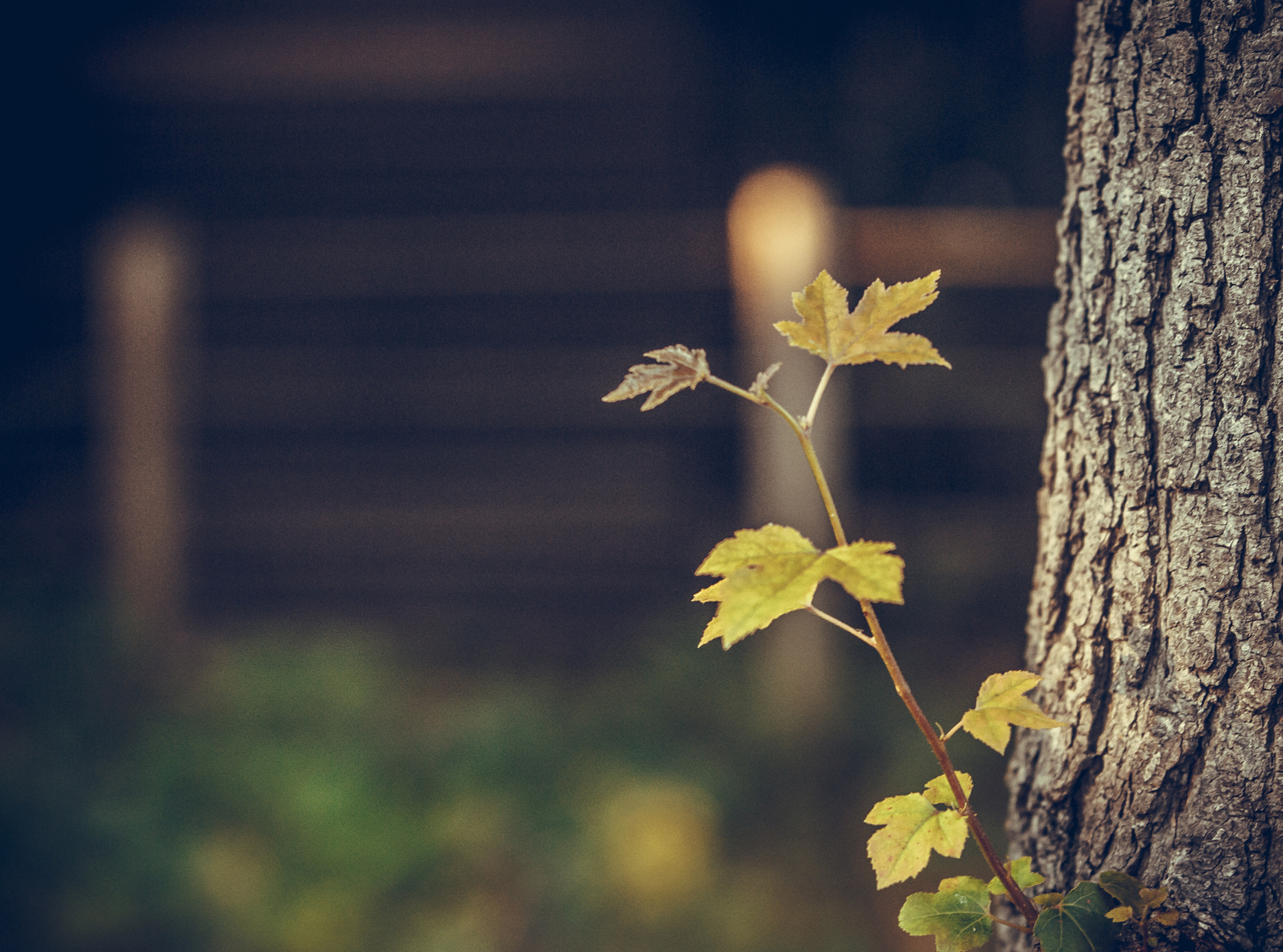 Canon EF 70-200mm F2.8L USM sample photo. 20161002-img_3218-2.jpg photography