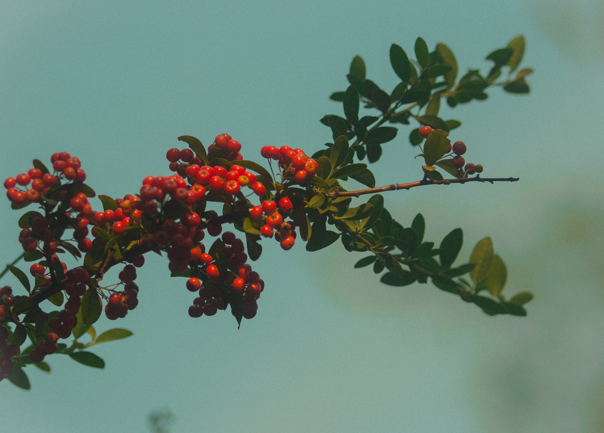 Canon EF 70-200mm F2.8L USM sample photo. Img photography