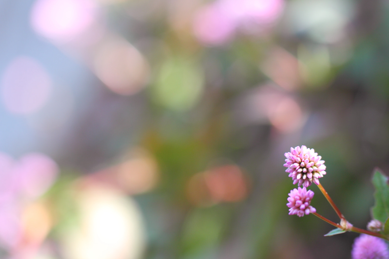 Tamron SP AF 60mm F2 Di II LD IF Macro sample photo. Hello photography