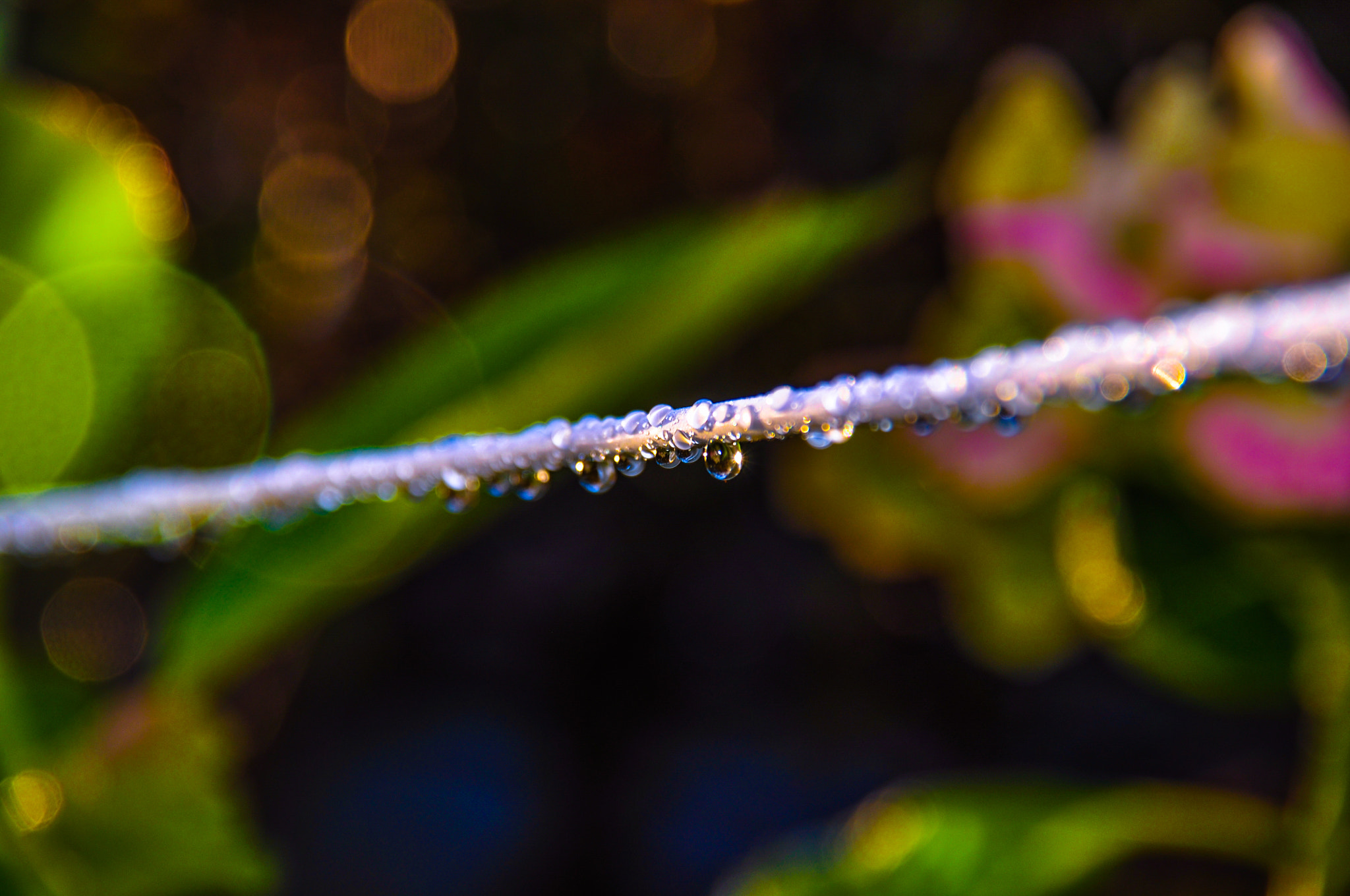 Nikon D90 sample photo. Morning tear photography