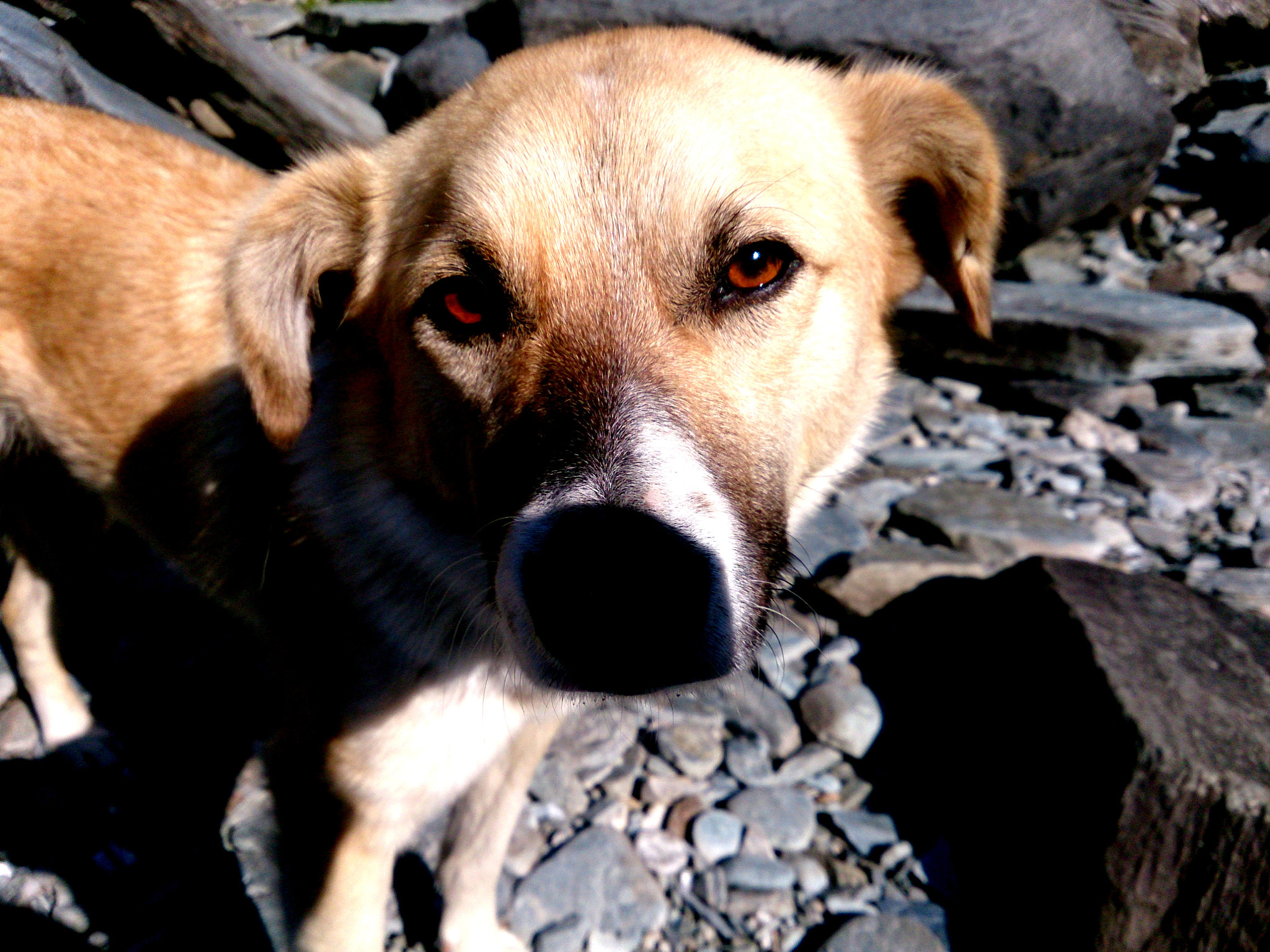 Sony Xperia ZR sample photo. A fine friend photography