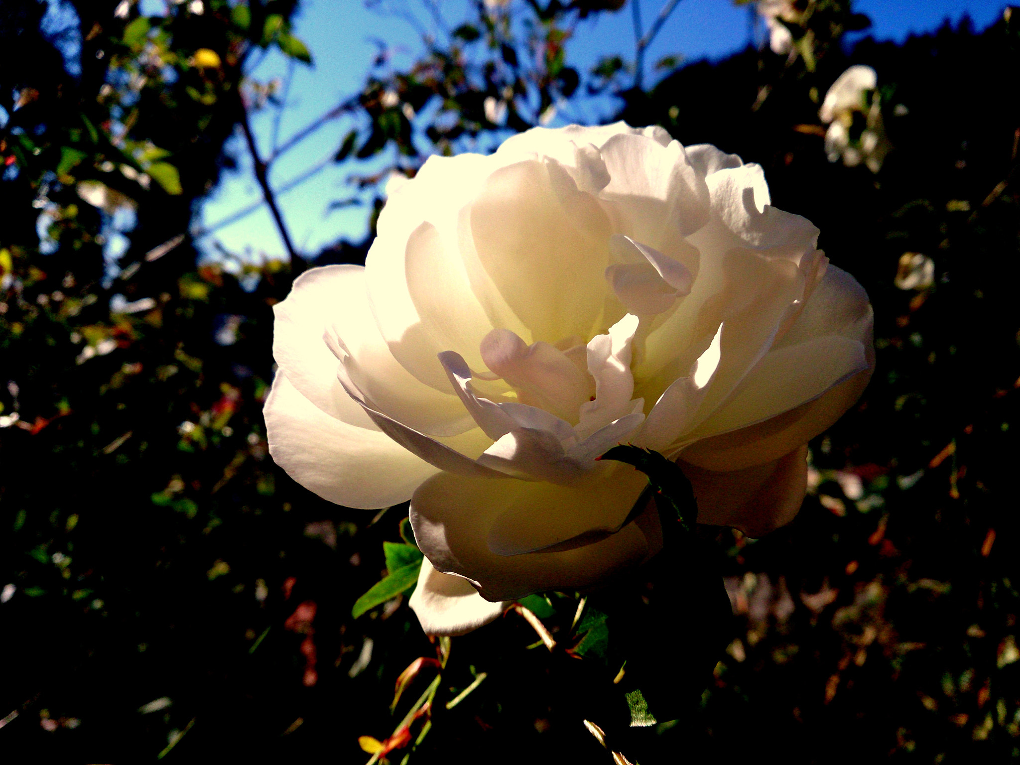 Sony Xperia ZR sample photo