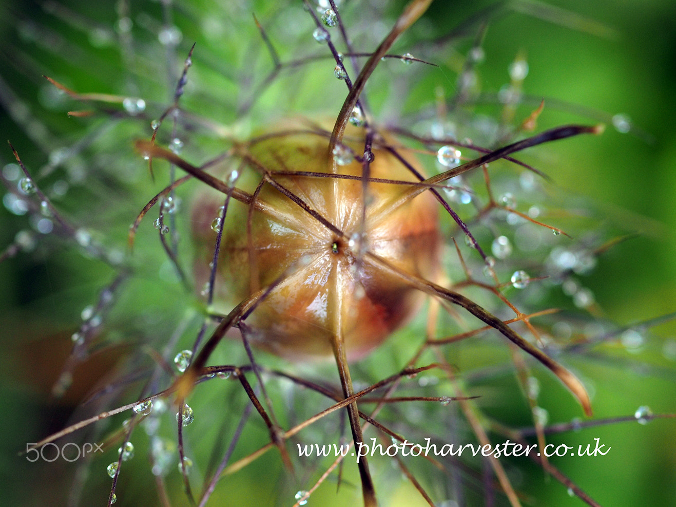 Olympus OM-D E-M10 + OLYMPUS 35mm Lens sample photo. Raindrops on nigella seedpod photography