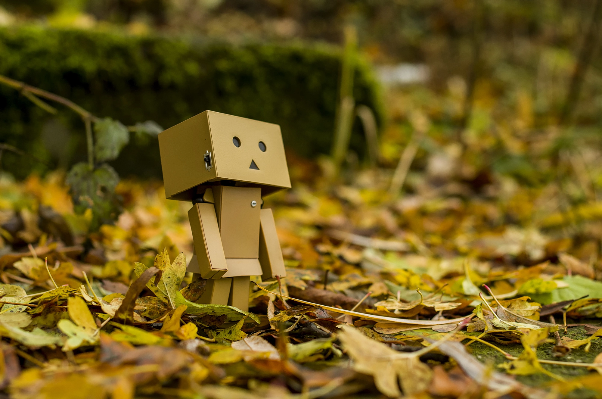 Pentax K-50 + Pentax smc DA 35mm F2.4 AL sample photo. Danbo and autumn photography