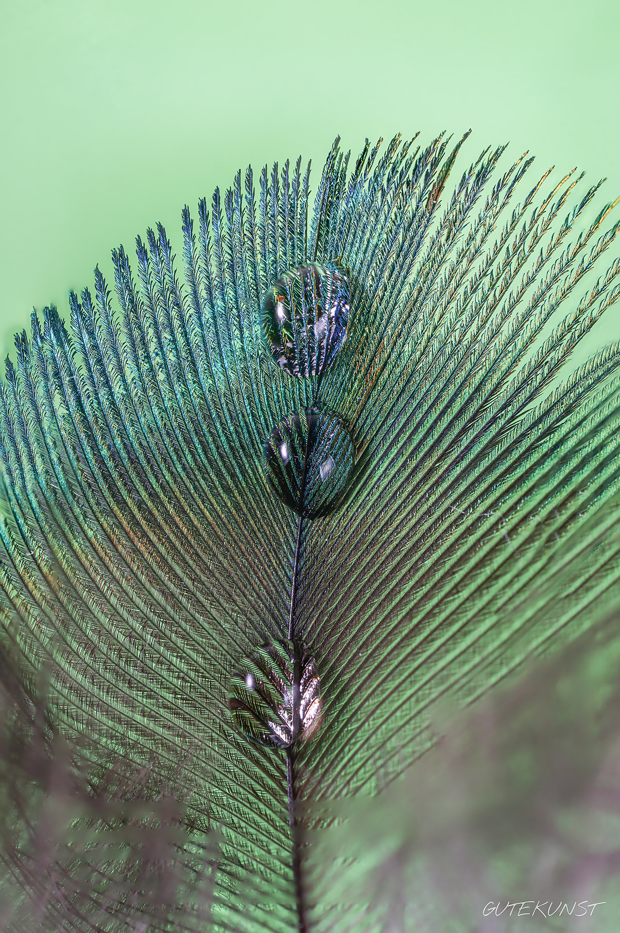 Sony ILCA-77M2 sample photo. Peacock's feather with waterdrops photography