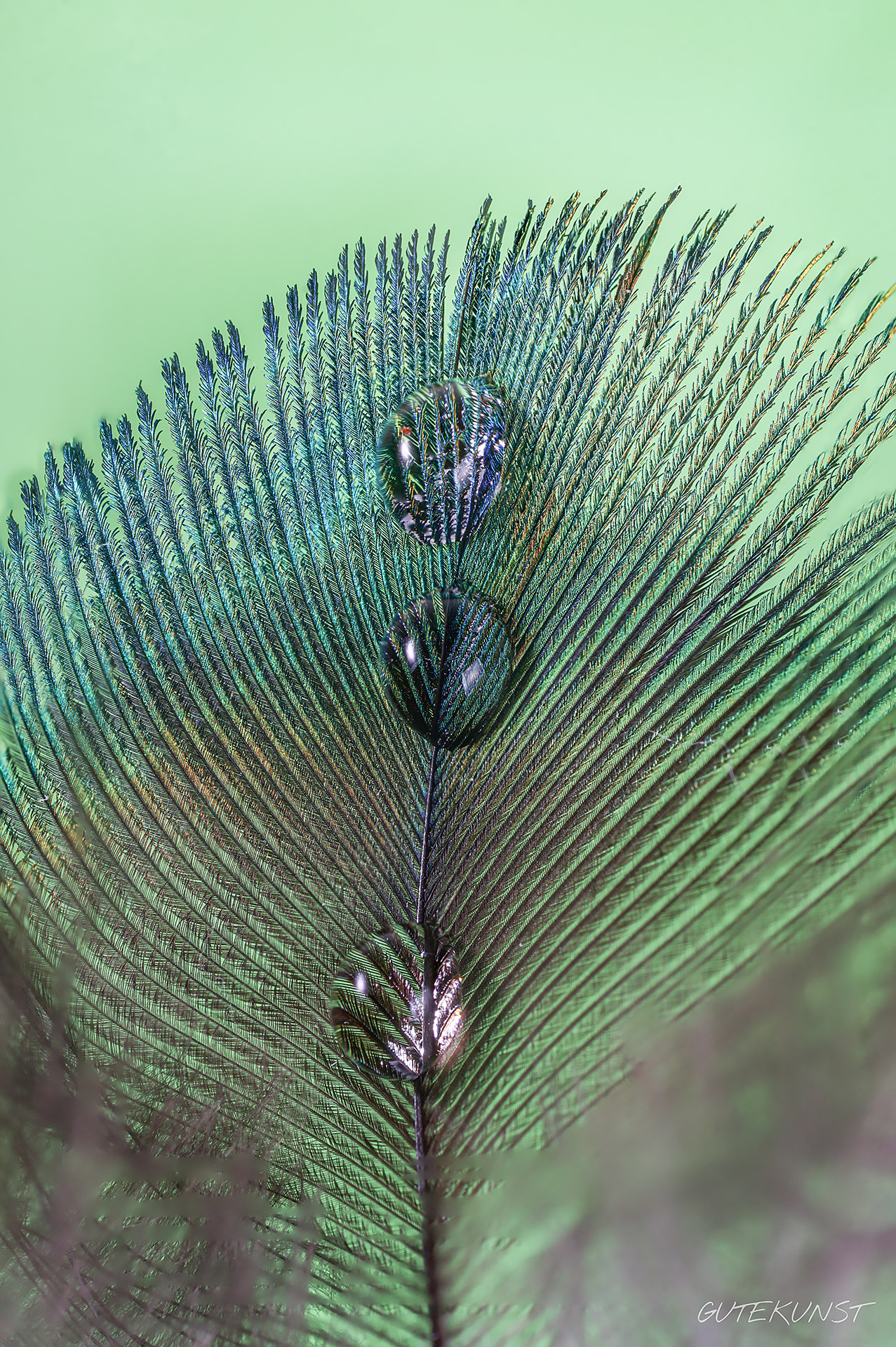 Sony ILCA-77M2 + Tamron SP AF 90mm F2.8 Di Macro sample photo. Peacock's feather with waterdrops photography