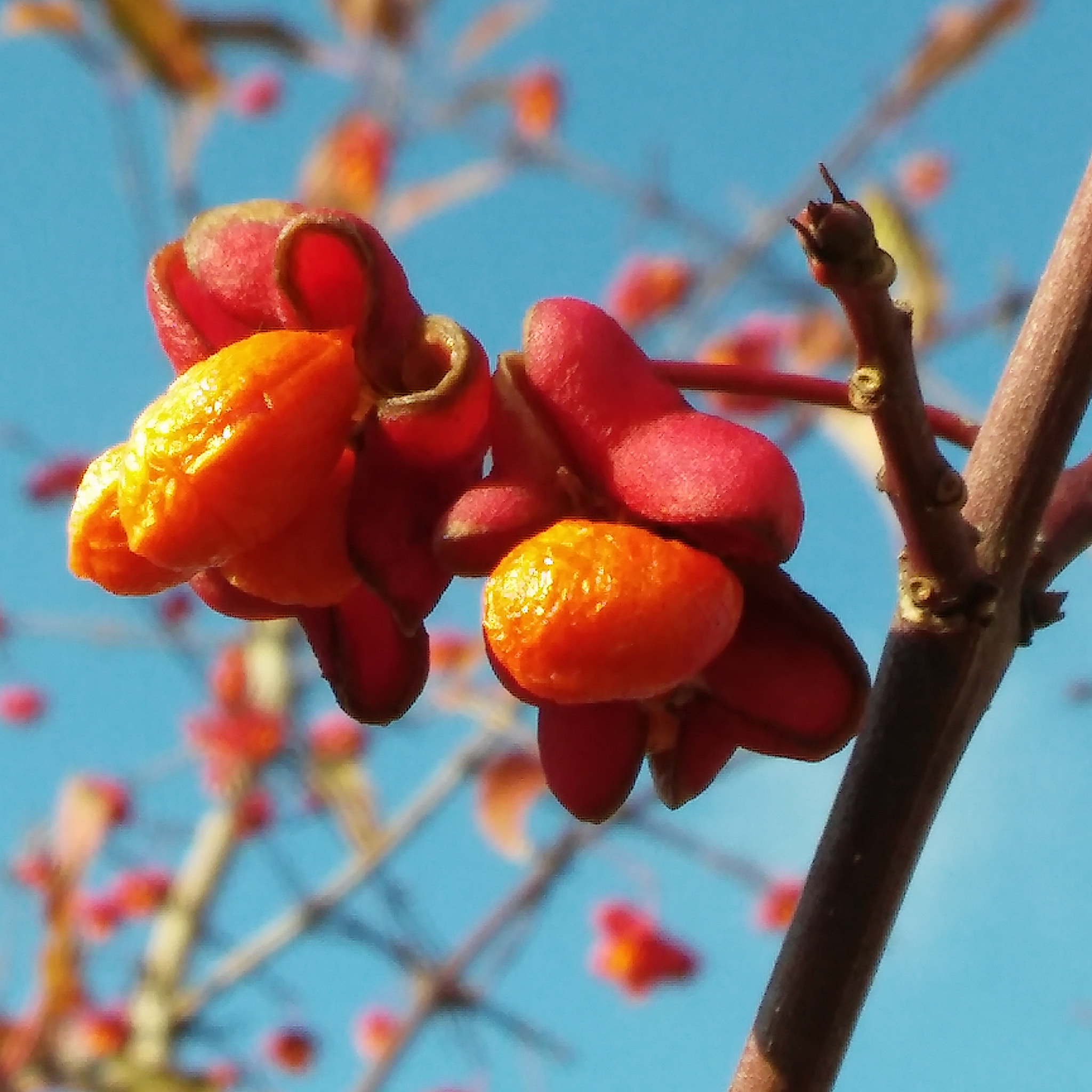 LG G STYLO sample photo. Pink meets orange  photography