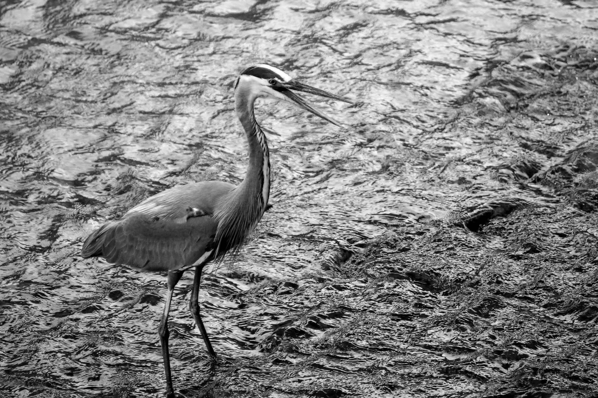 Canon EOS 70D + Canon EF 100-200mm f/4.5A sample photo. Blue heron photography