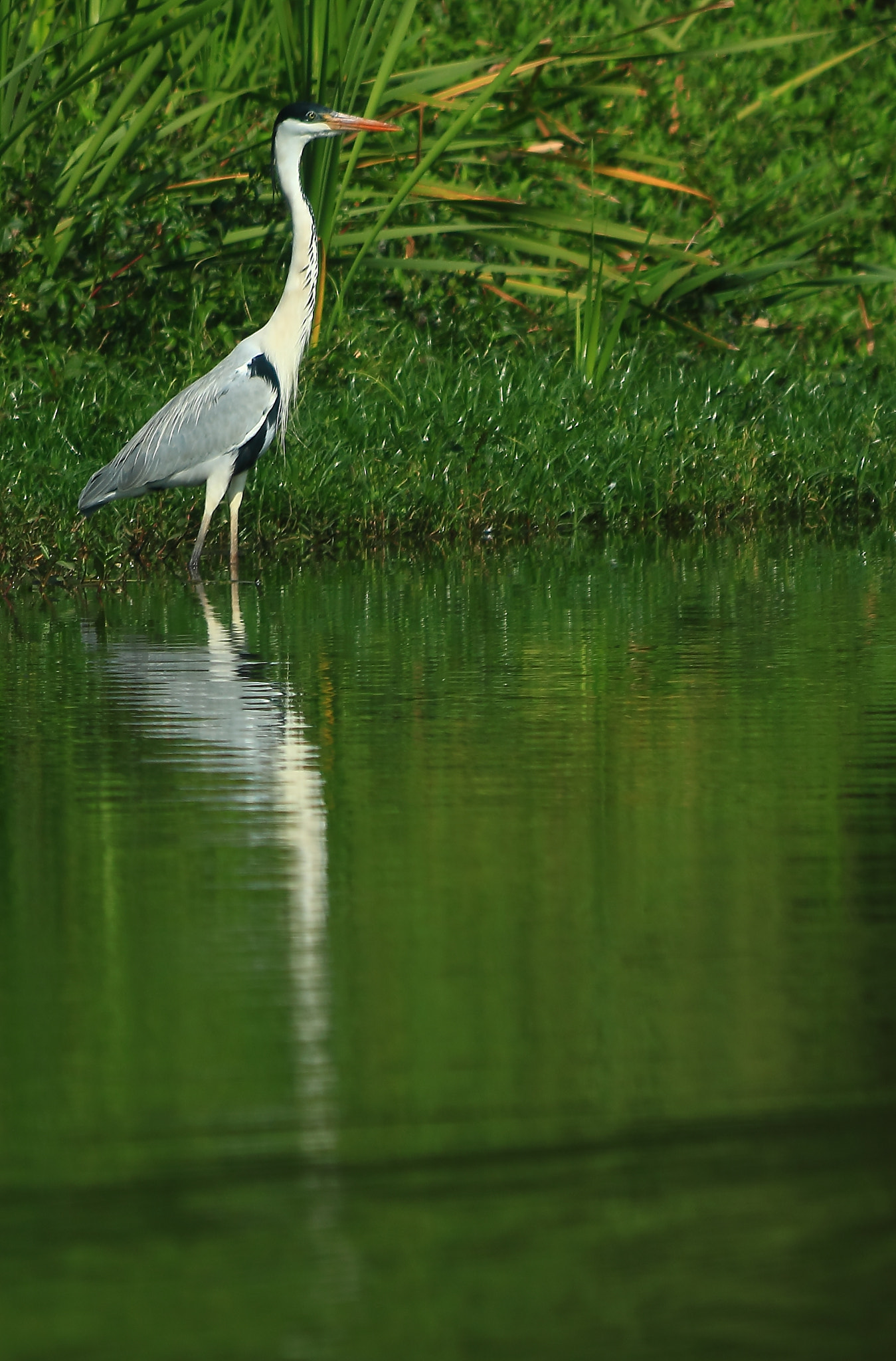 Canon EF 70-300mm F4-5.6 IS USM sample photo. Cocoi heron photography